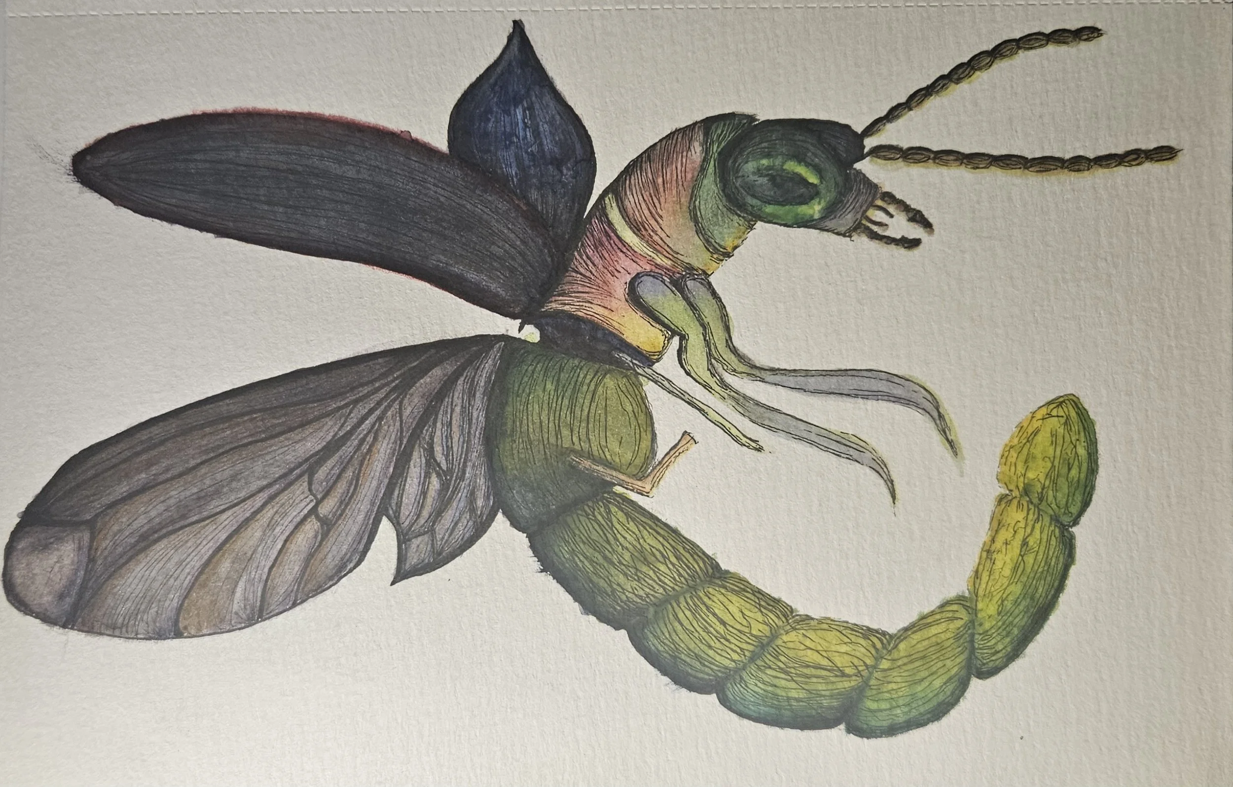 A colorful illustration of a hybrid insect with a cicada's head and wings, butterfly's body and wings, and a caterpillar's tail, depicted on a plain background.