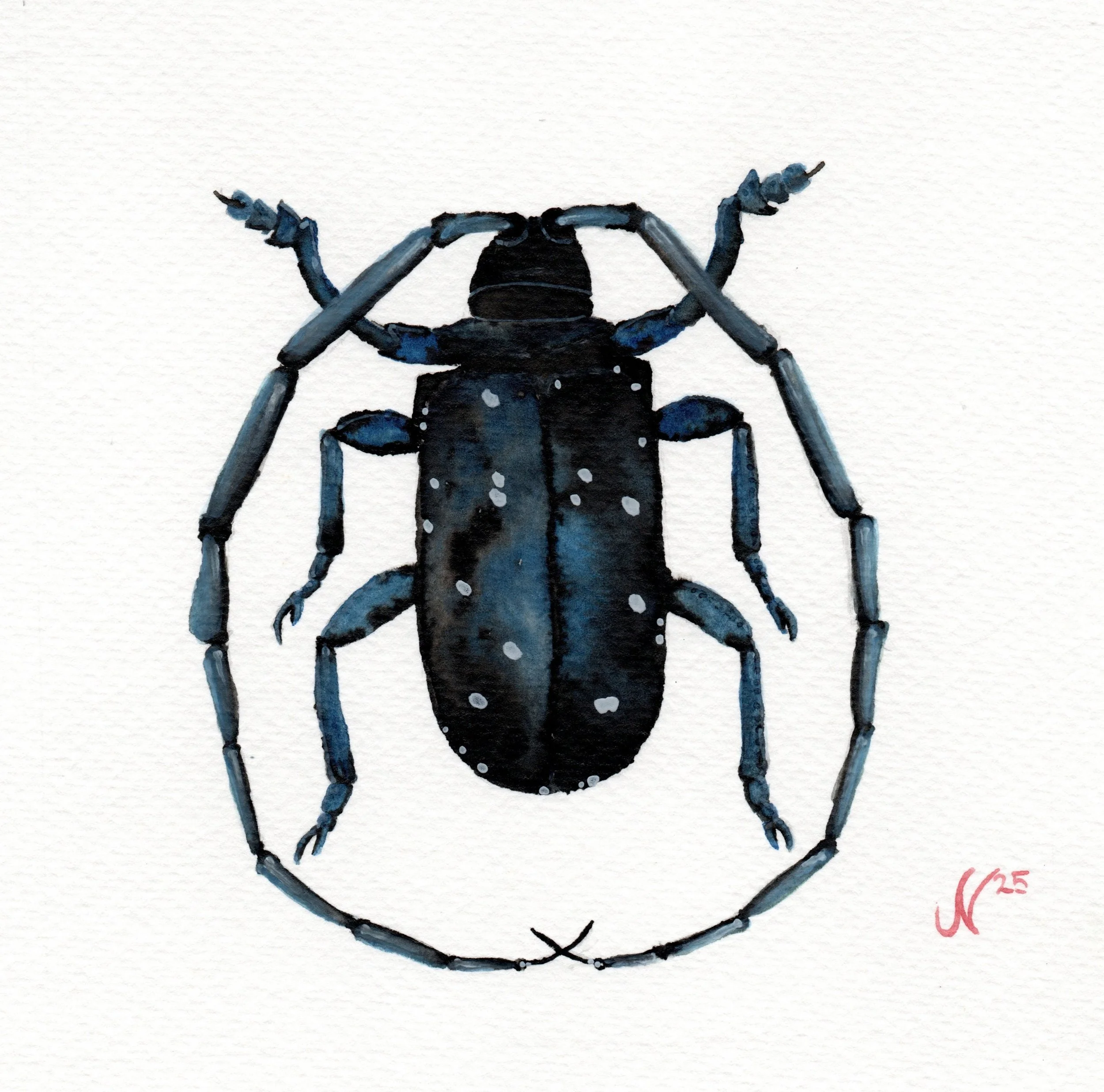 Insect 2024 - Beetle Series
Watercolor, 2024
6×6