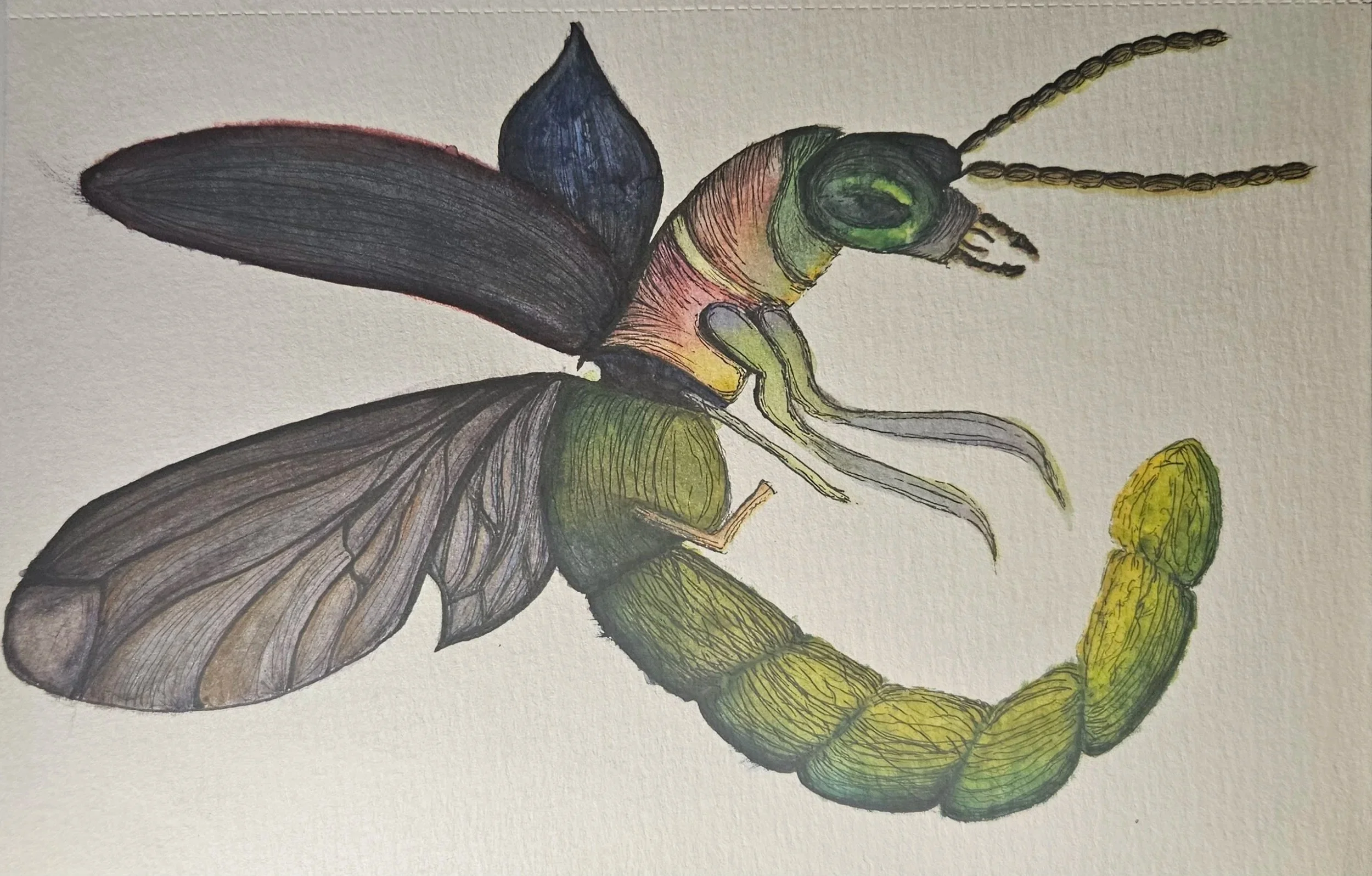 Firefly
Spooky Side Quest: Haunting
Ink 2025, 5×7