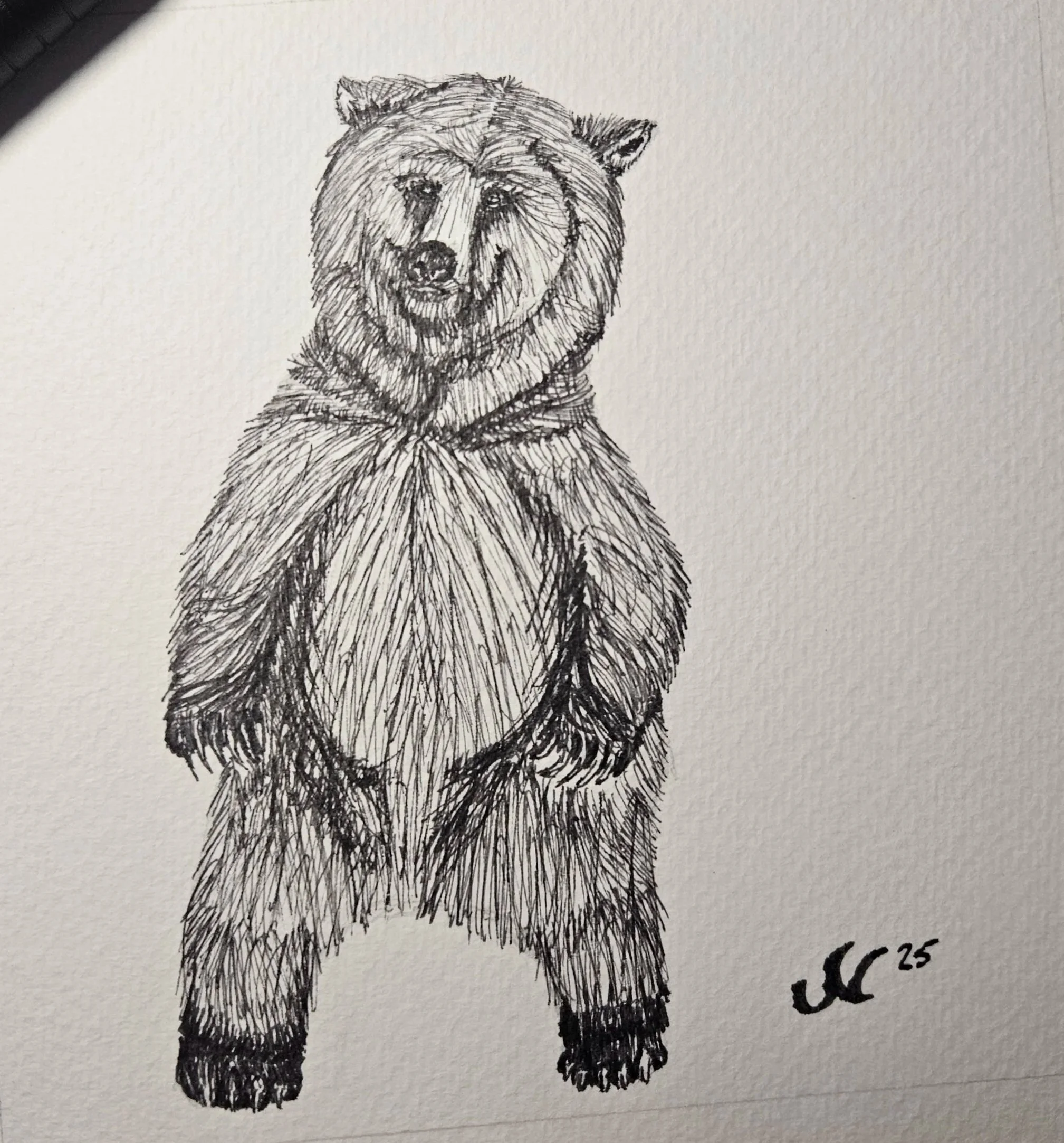 Animalia 2025 - Bear Series
Ink, 2025
6×6