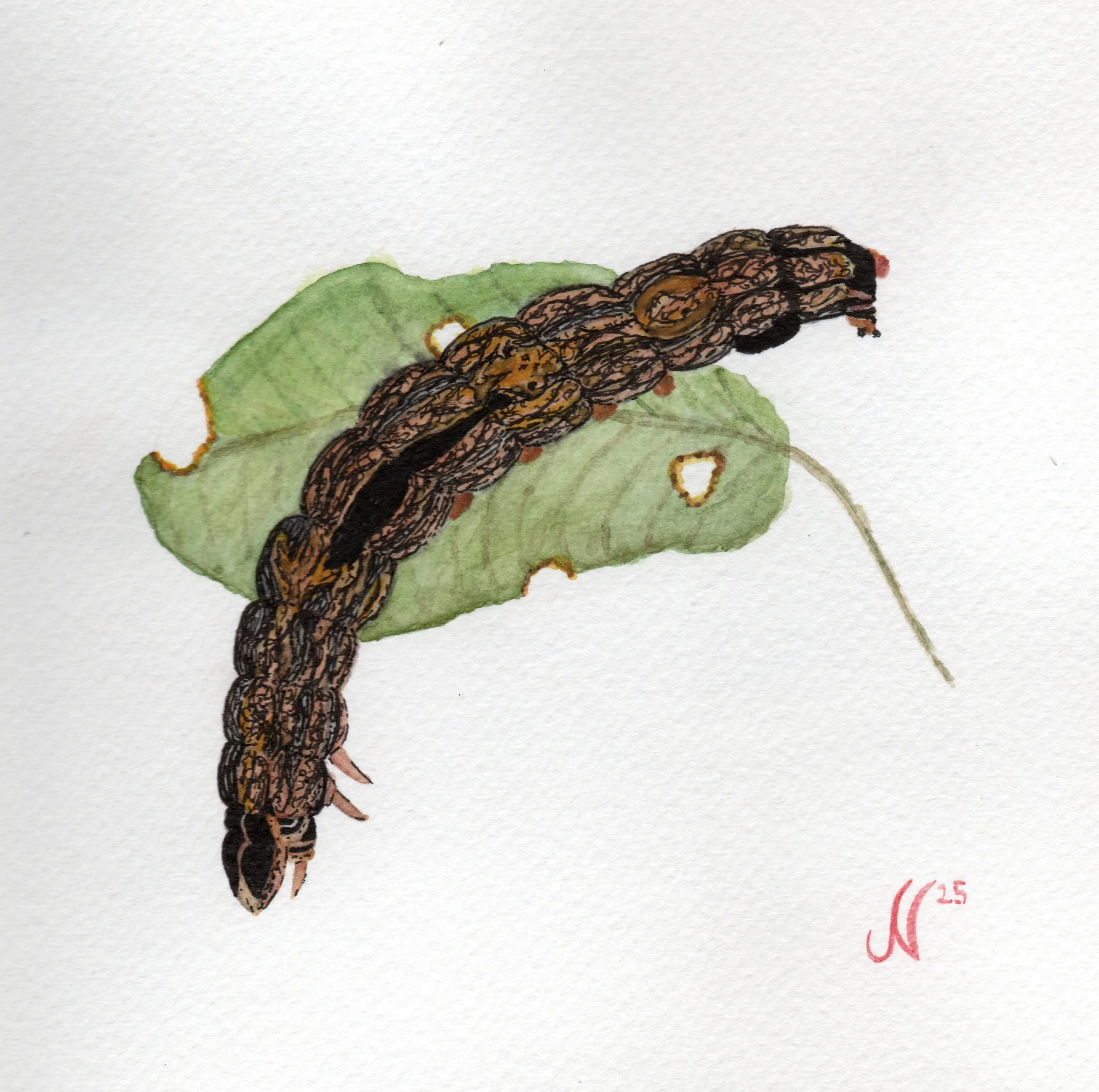 Insect 2024 - Moth Series
Watercolor, 2024
6×6
