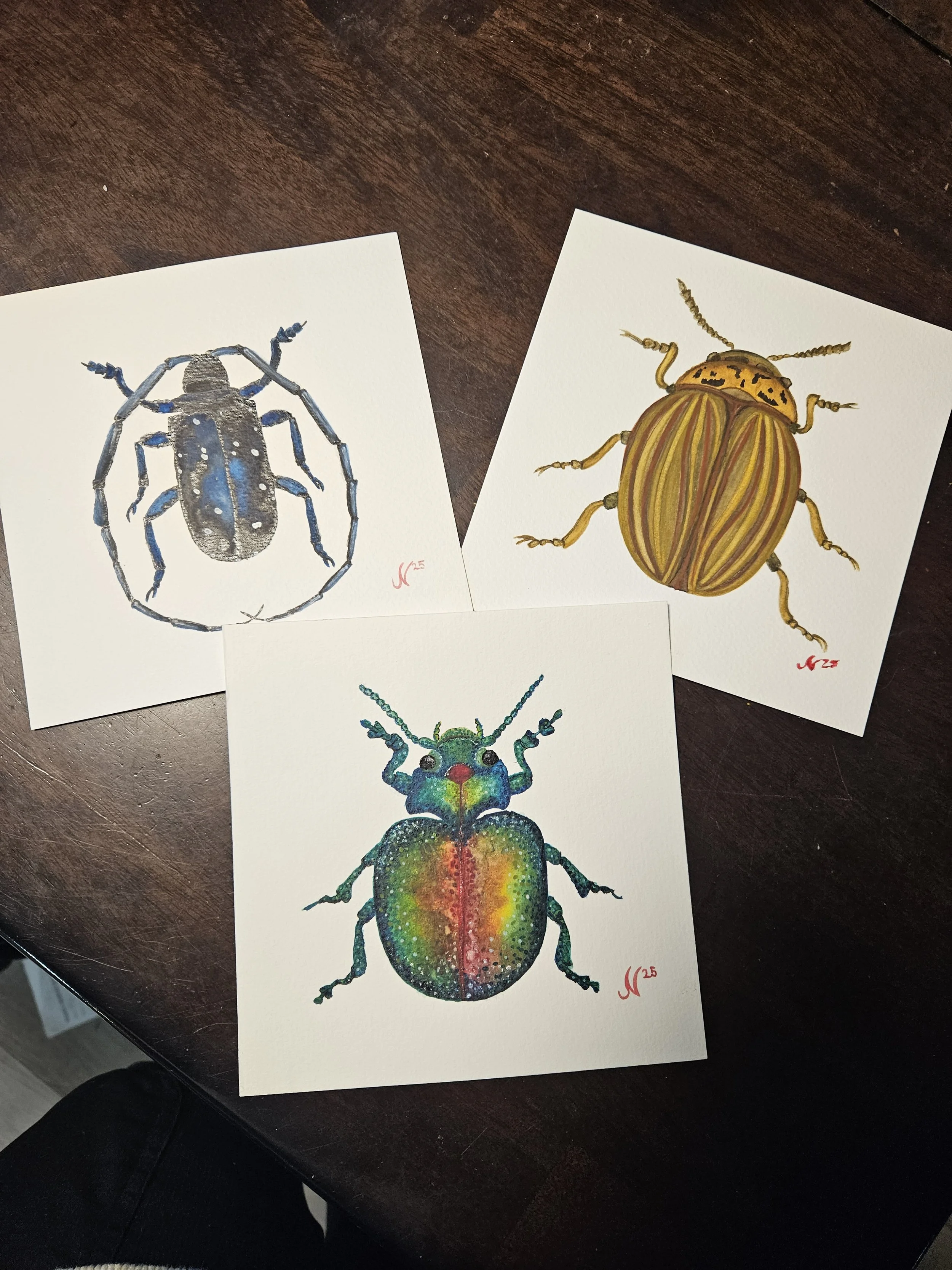 Beetle Series