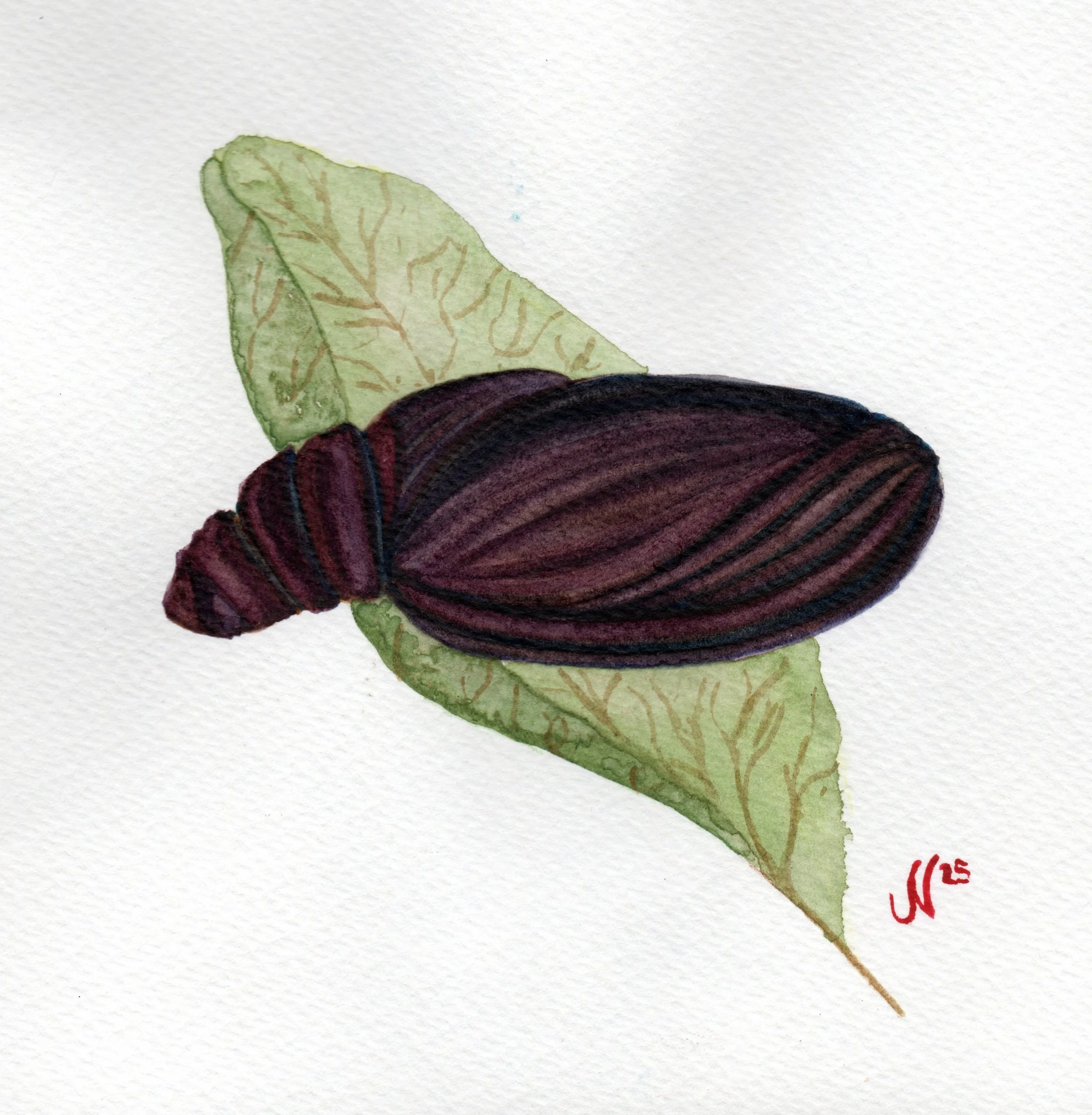 Insect 2024 - Moth Series
Watercolor, 2024
6×6