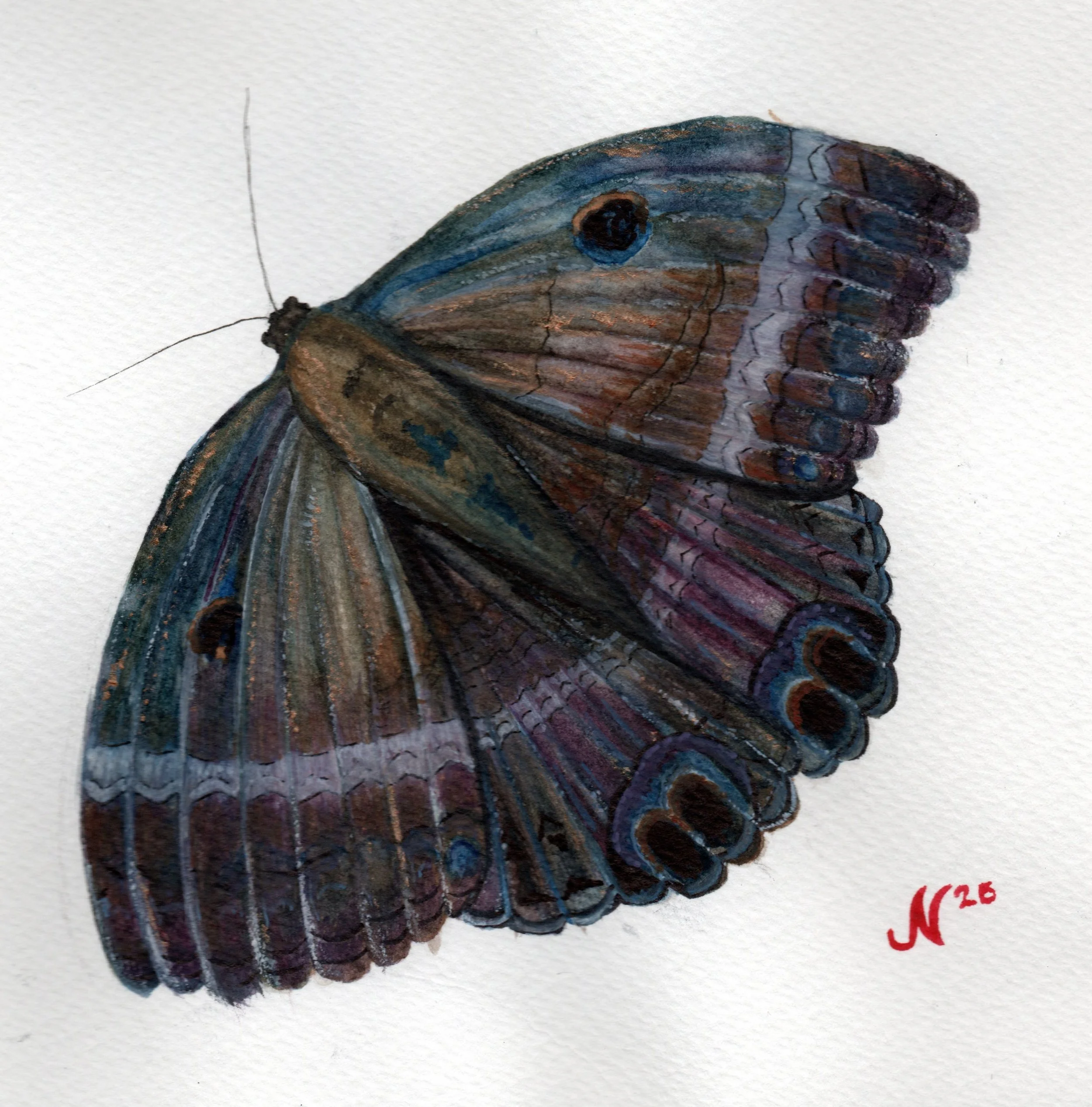 Insect 2024 - Moth Series
Watercolor, 2024
6×6