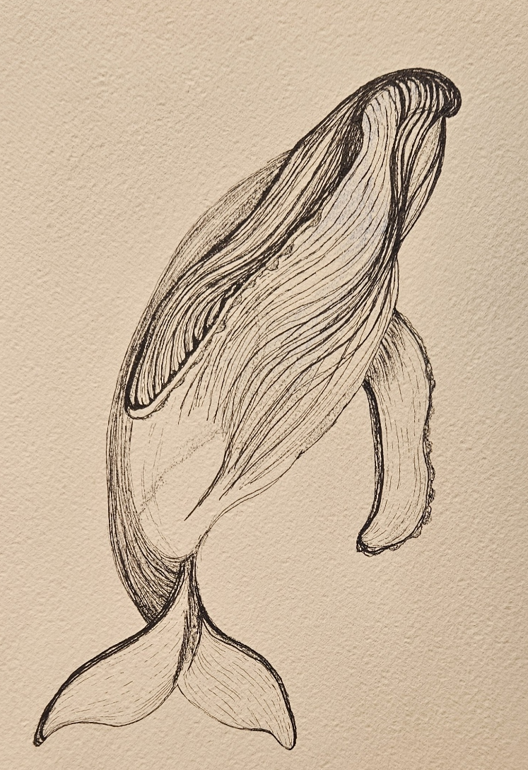Whale Outline.png
