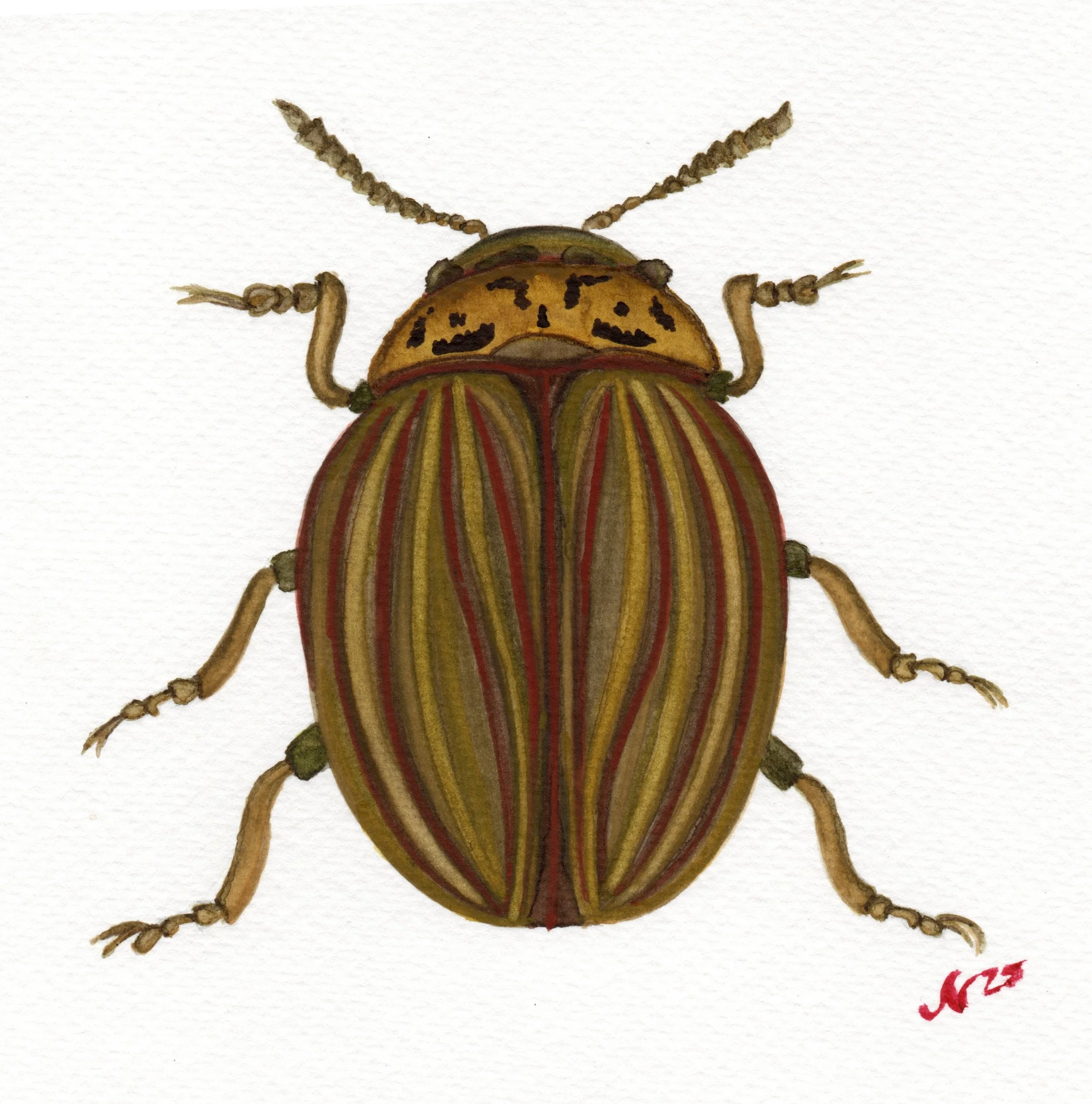 Insect 2024 - Beetle Series
Watercolor, 2024
6×6
