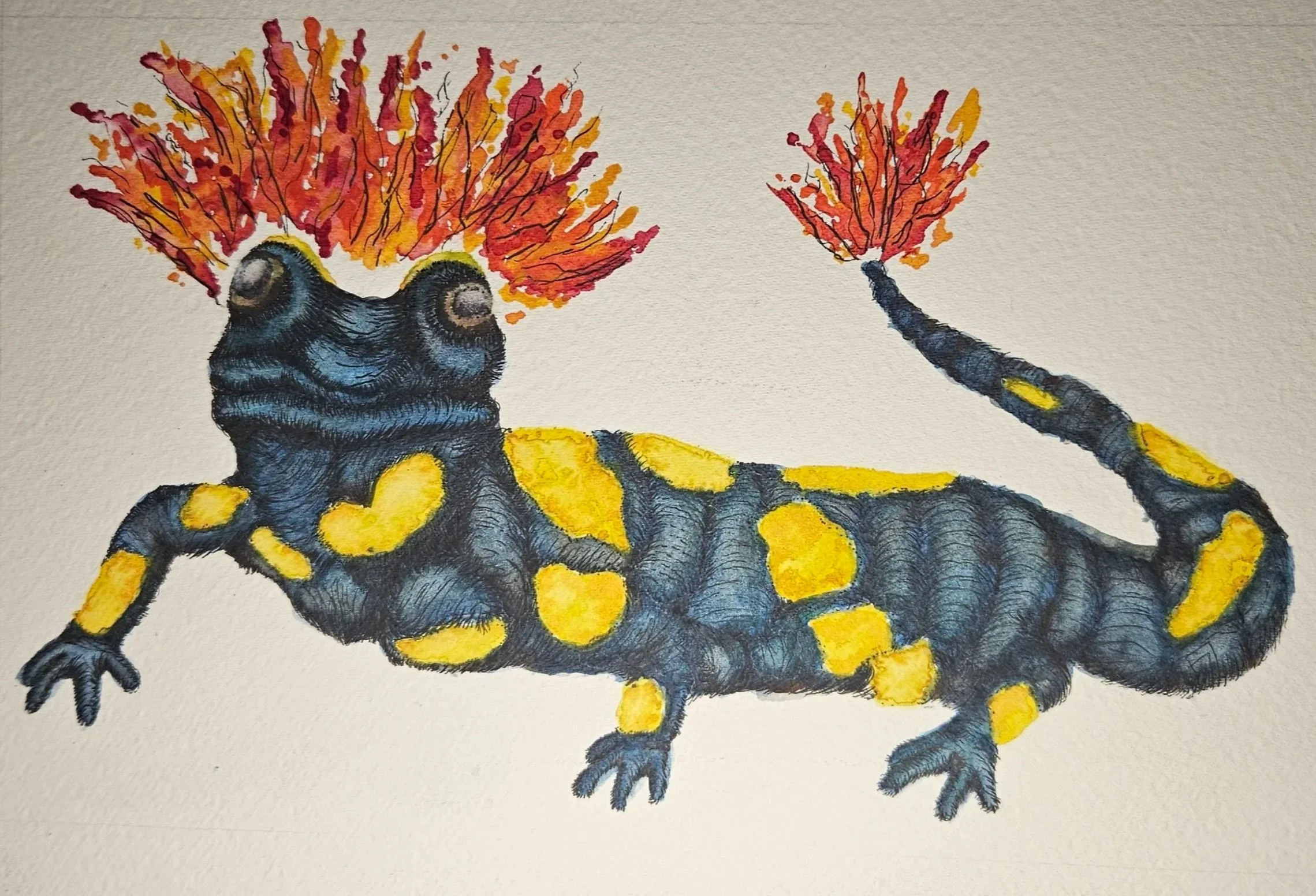 Colorful watercolor painting of a salamander with a black textured body and yellow patches on its back and limbs, and red and orange fiery frills extending from its head and tail.