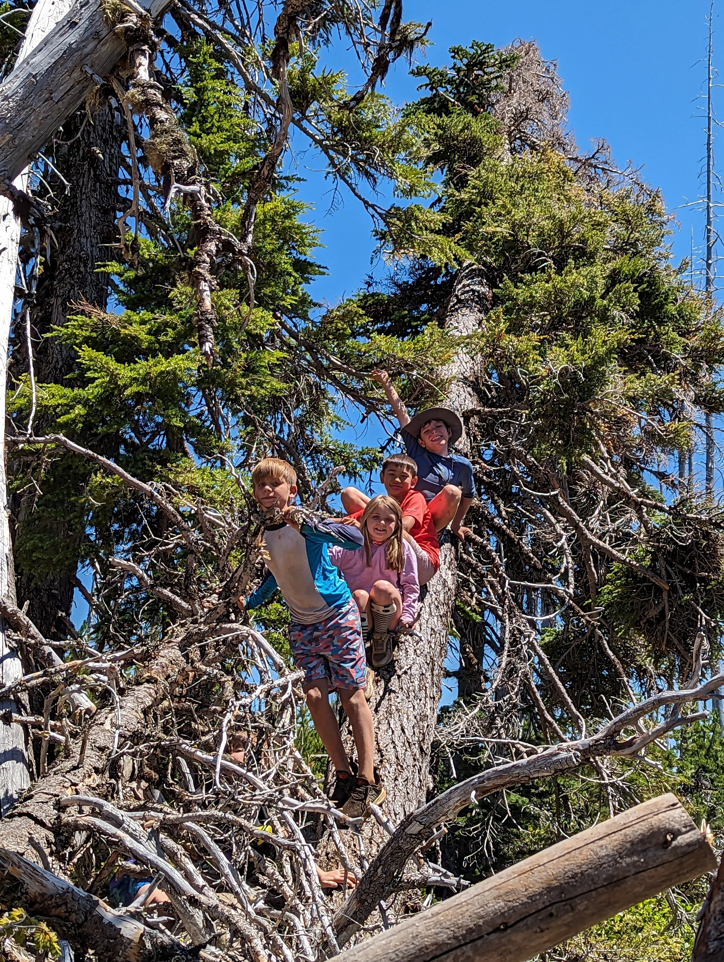Four children climbing and sitting on a large tree with a blue sky background.