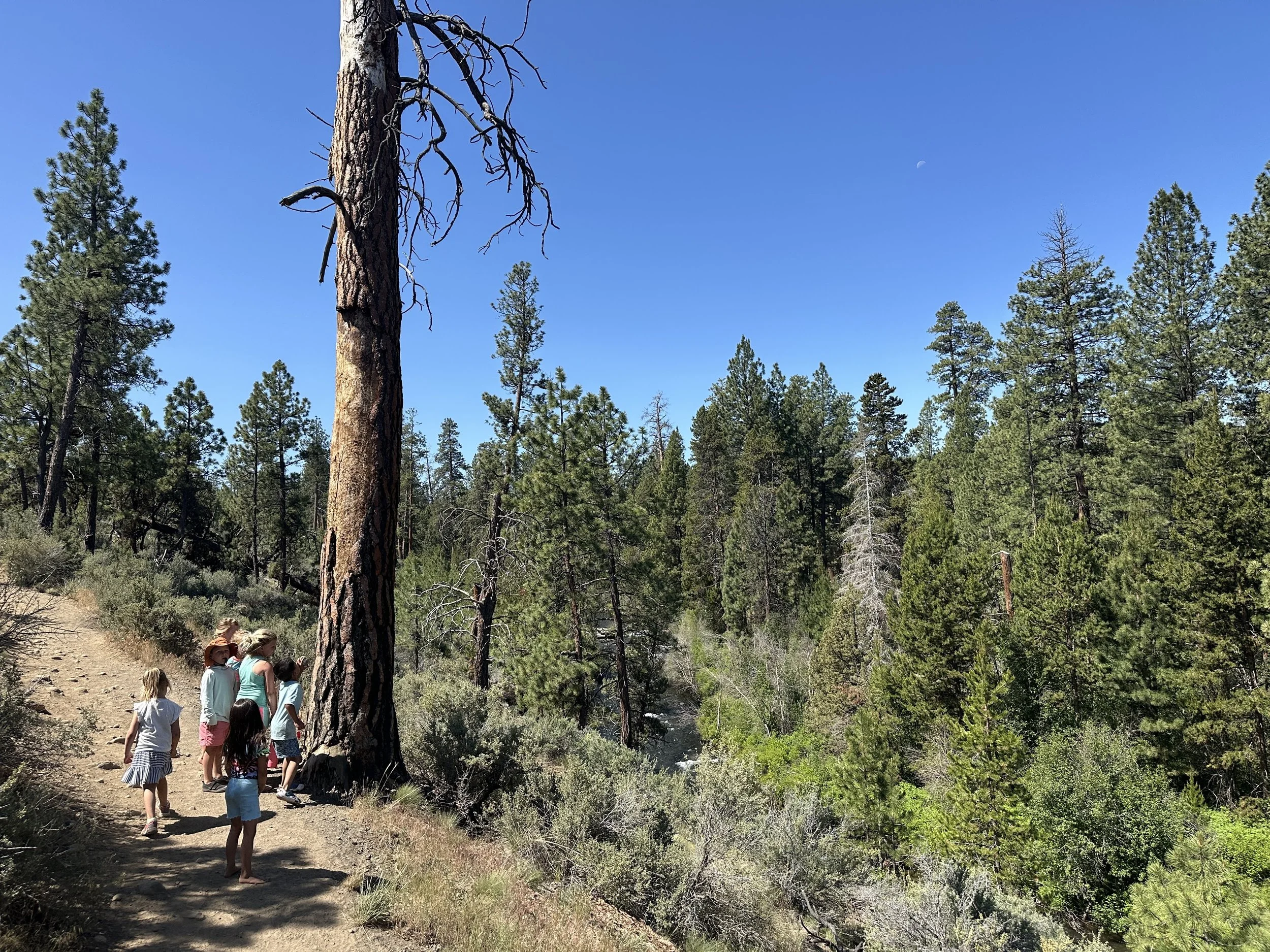 Group of children and adults walking on a dirt trail through a forest of tall pine trees under a clear blue sky.