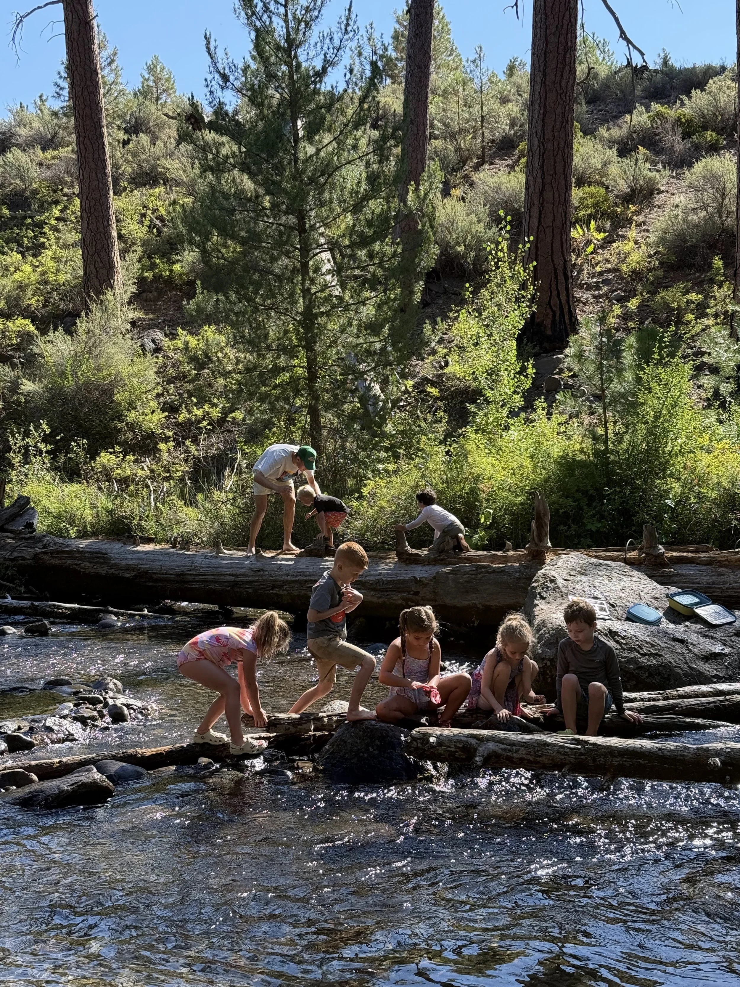 Children and adults playing by a creek in a forested area with tall trees and green foliage, some climbing on logs over the water, on a sunny day.