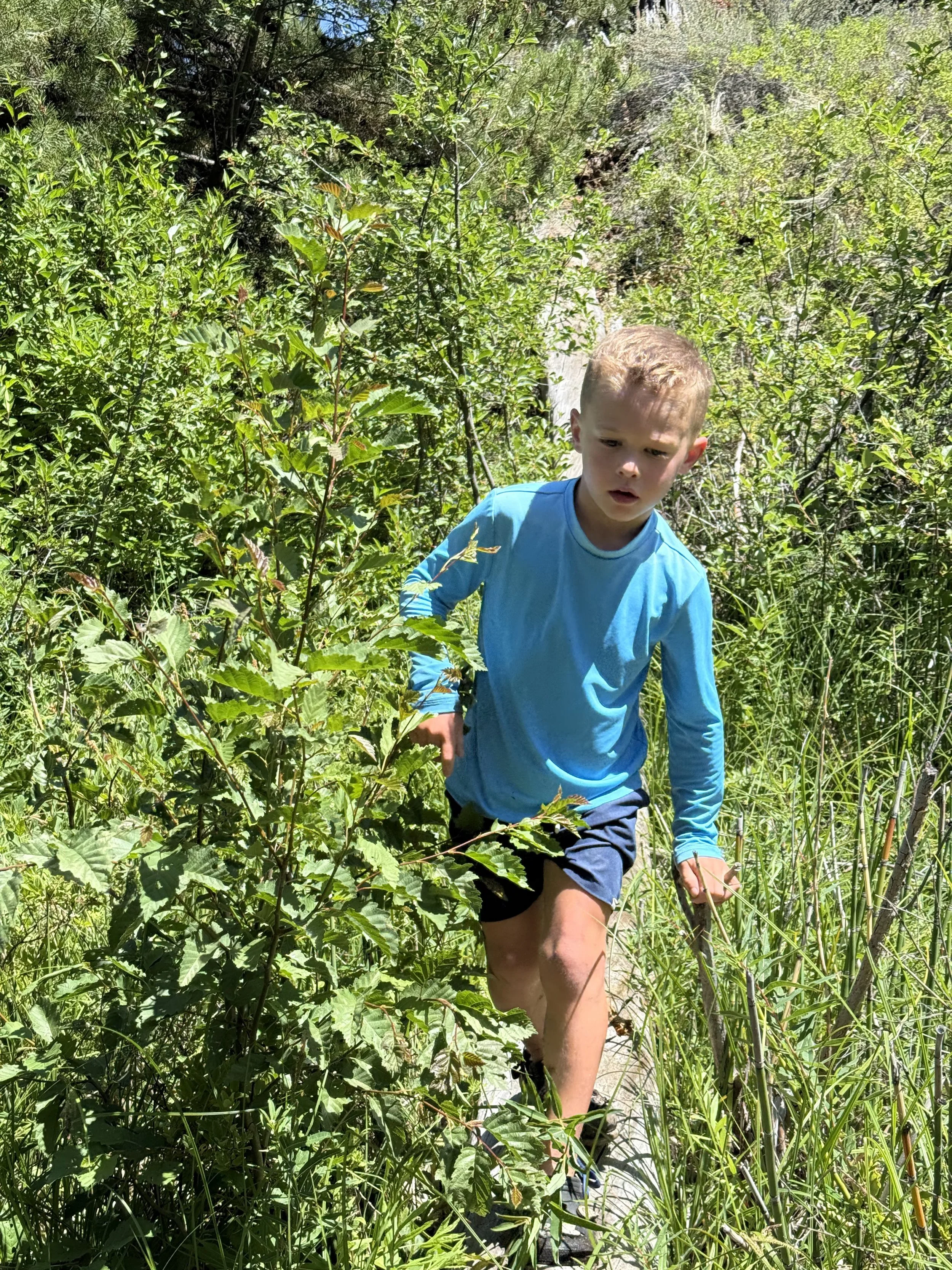A young boy wearing a blue long-sleeve shirt and black shorts hiking through a lush green trail with dense vegetation.