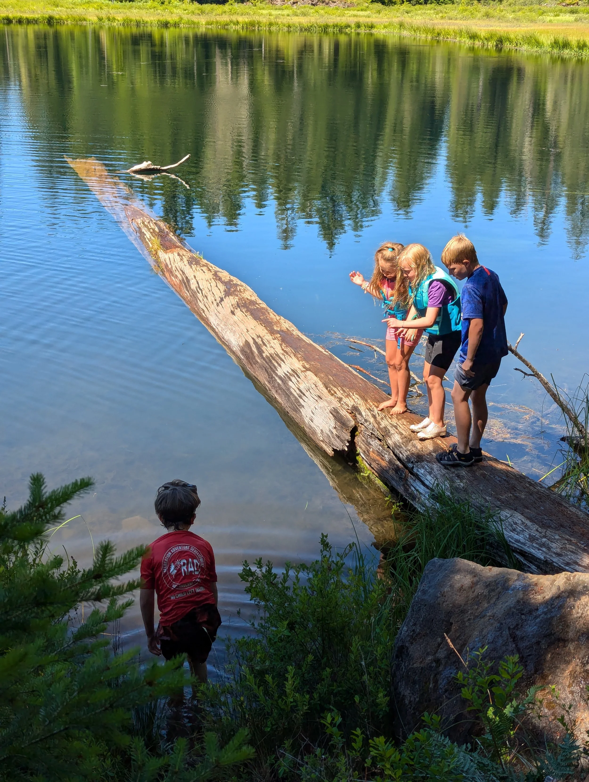 Children exploring a river near a fallen tree with a boy standing in the water, and three children walking on the fallen tree.
