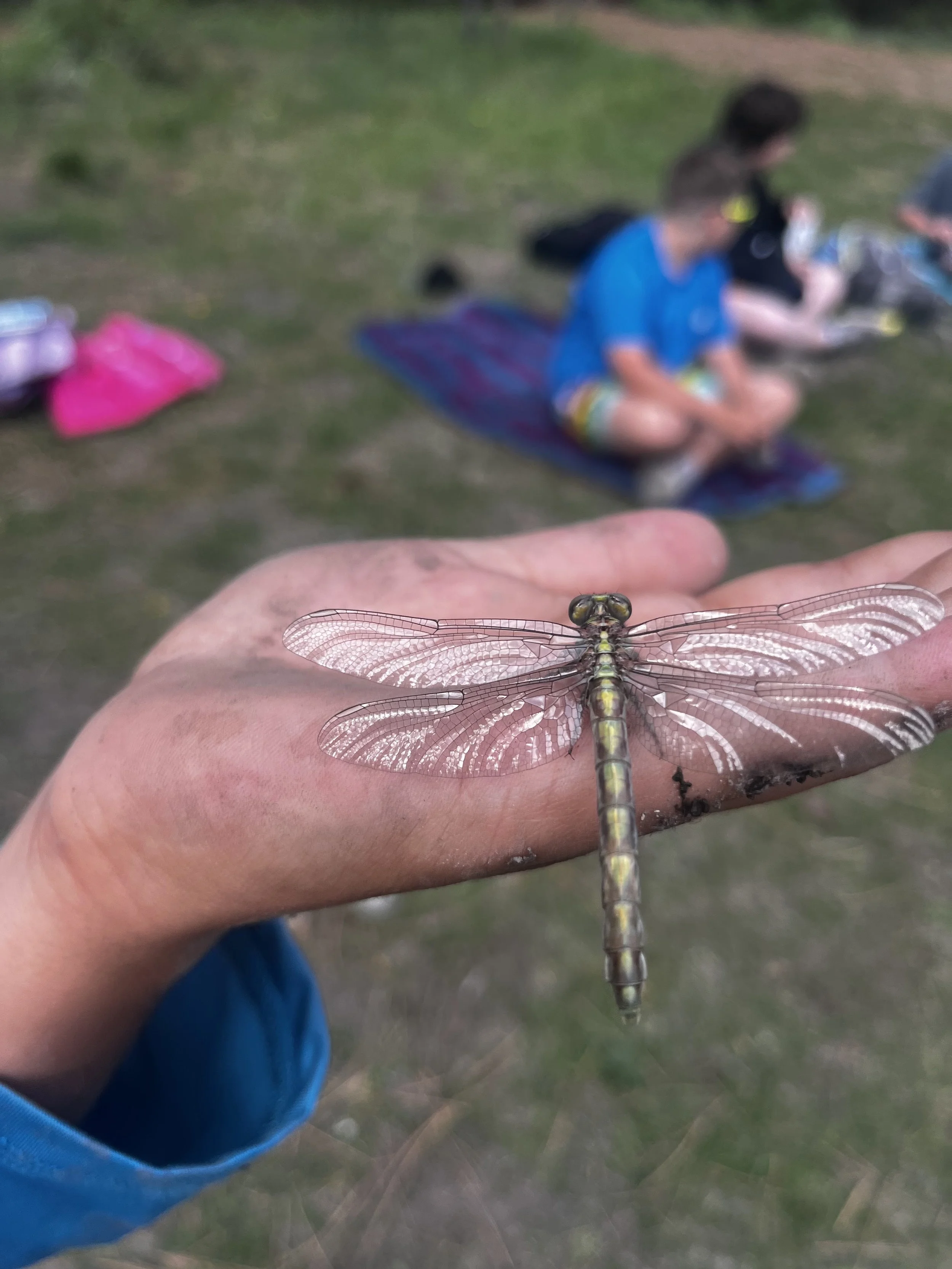 Close-up of a person's hand holding a detailed dragonfly with the background showing children sitting on a grassy area.