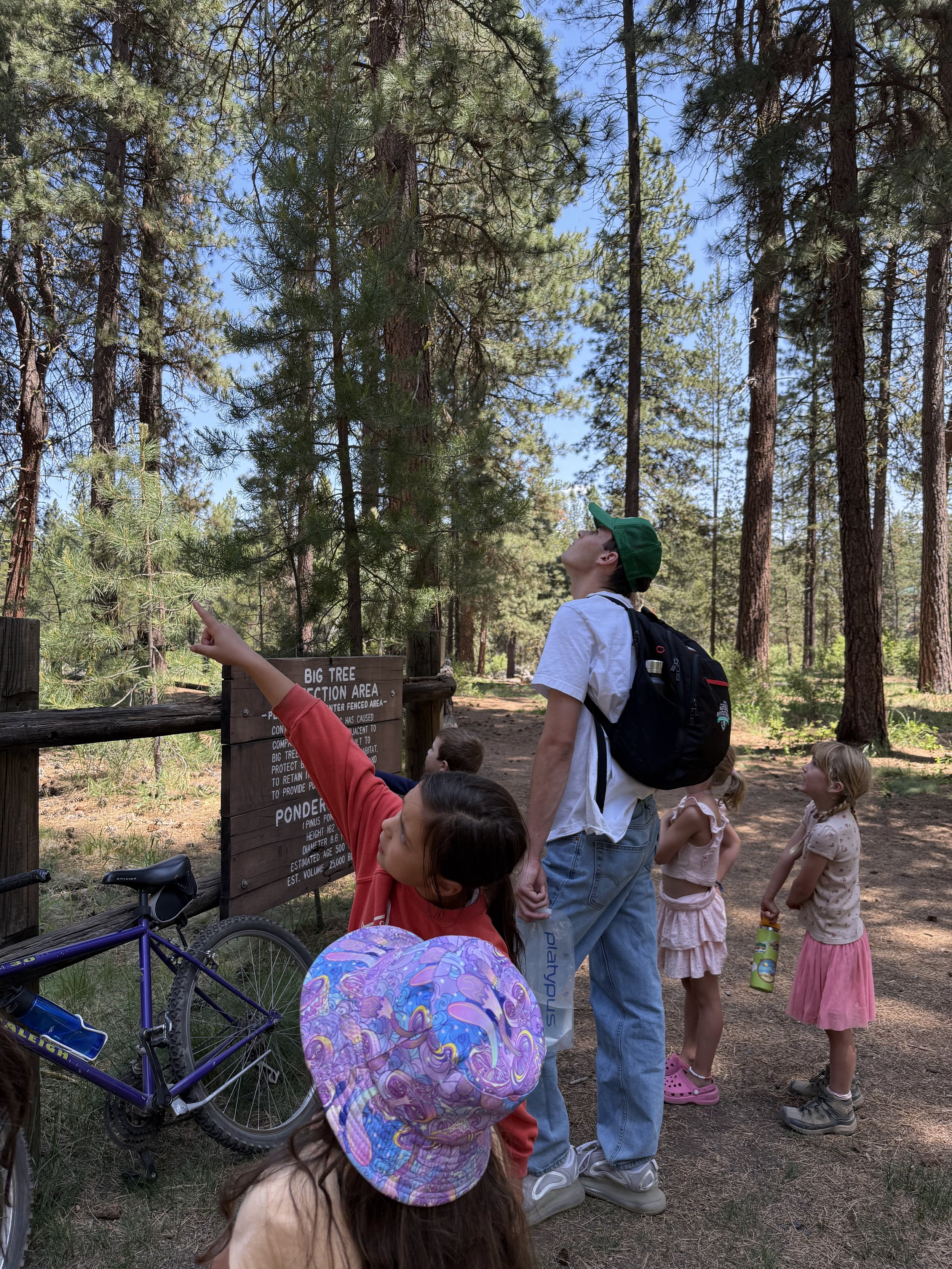 A group of children and a young man with a backpack in a forest, with one girl pointing at the trees near an informational sign about Big Tree Protection Area.