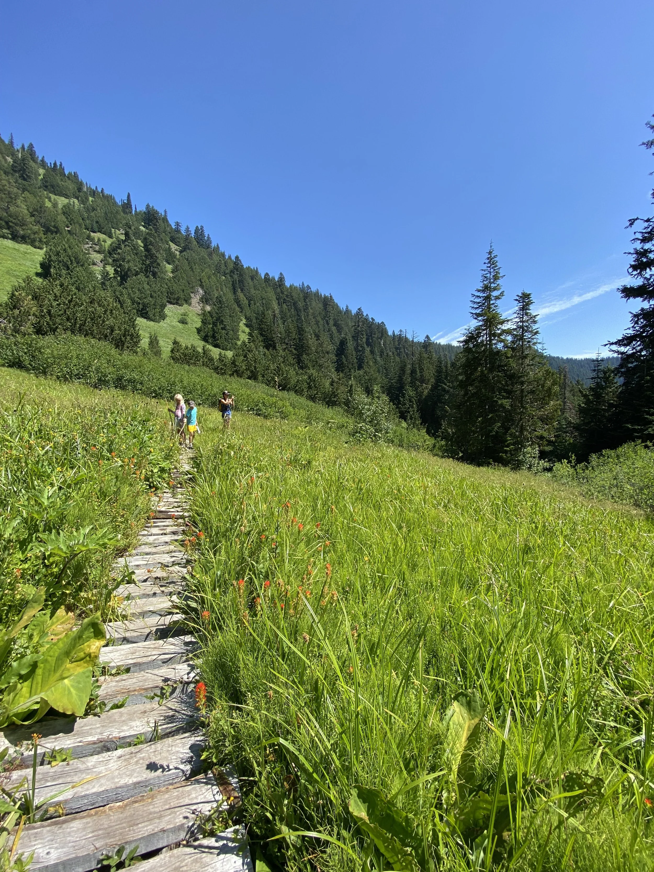 A family of four walking on a wooden trail through a green meadow, surrounded by trees on a sunny day with a bright blue sky.
