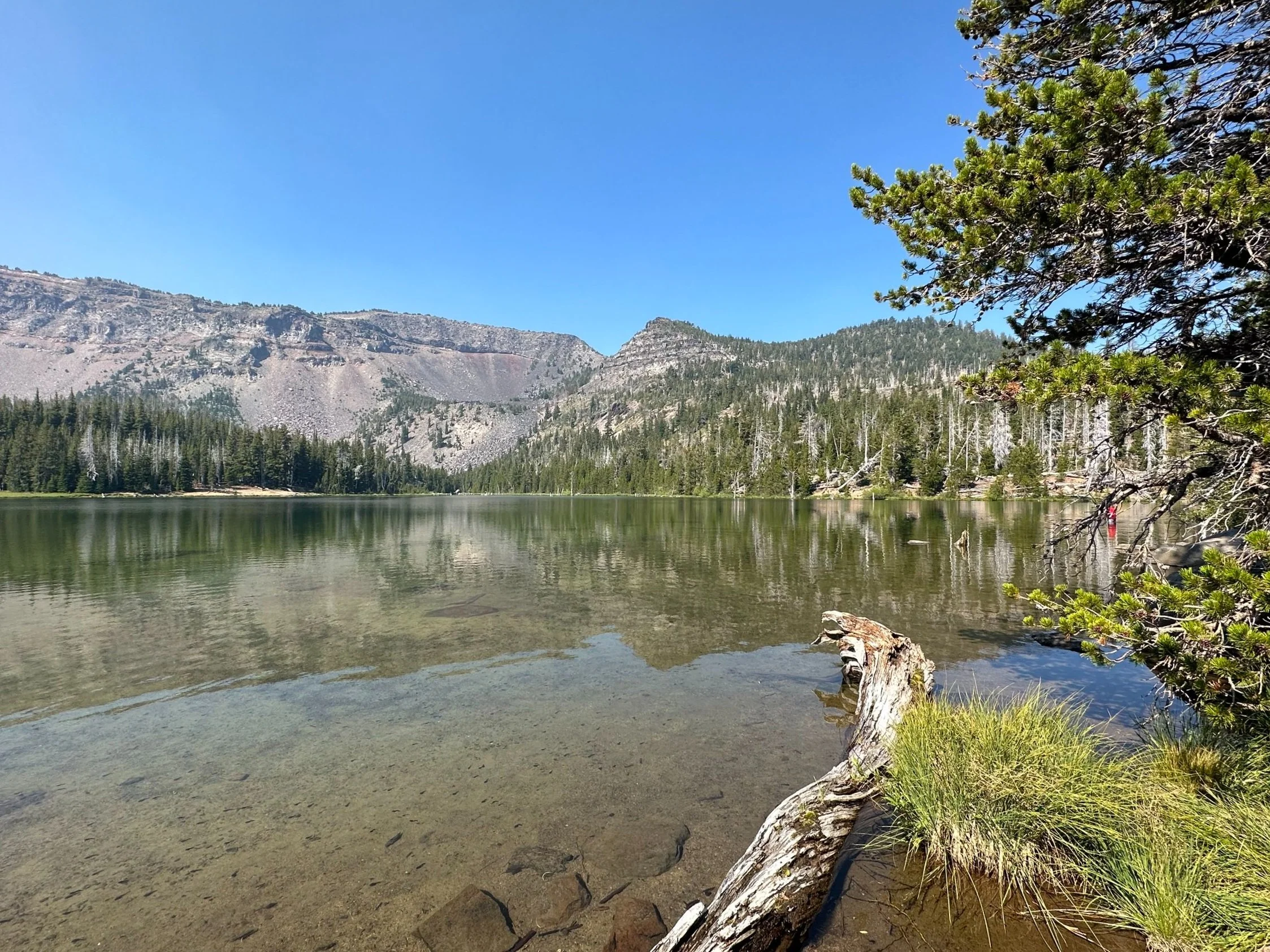 A calm mountain lake with clear water reflecting the blue sky, surrounded by forested mountains and a pine tree on the right, with greenery along the shoreline.