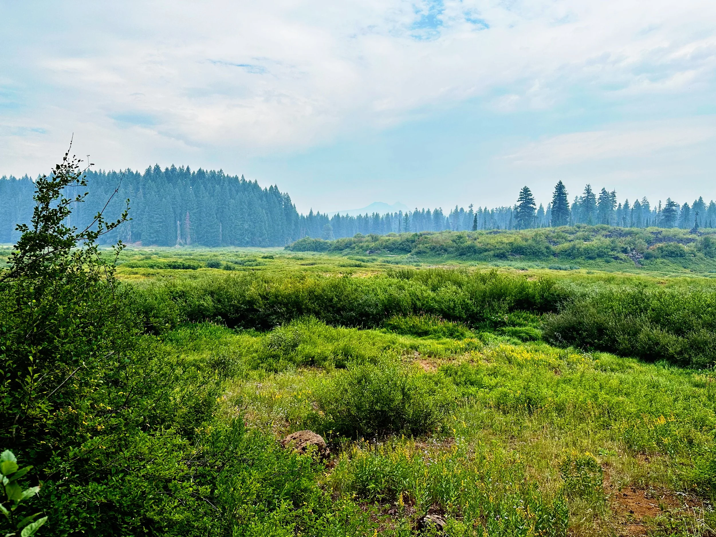 Lush green forest and shrubland under a cloudy sky with distant mountains.
