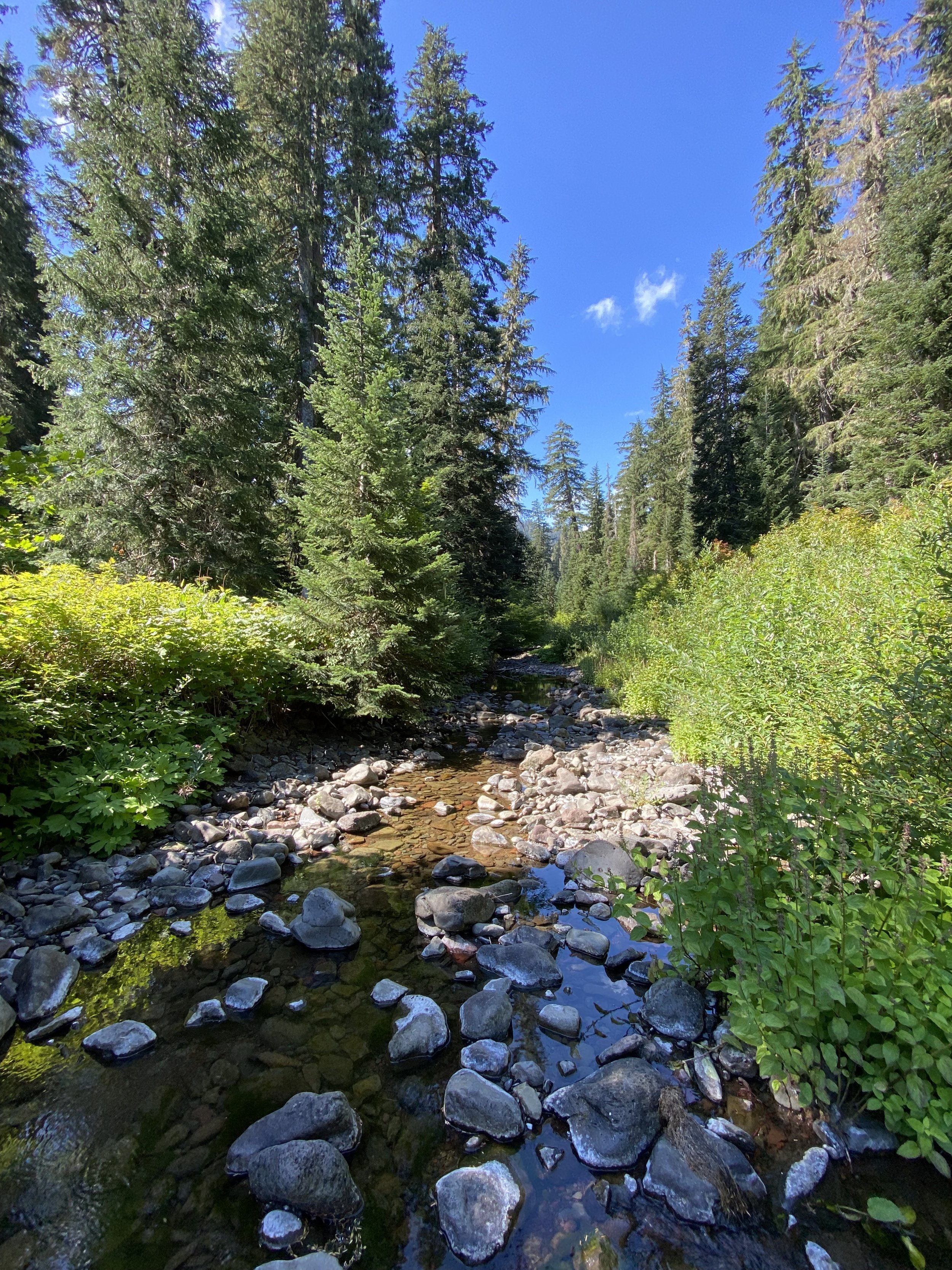 A peaceful mountain stream flowing through a forest with tall green trees and a bright blue sky overhead.