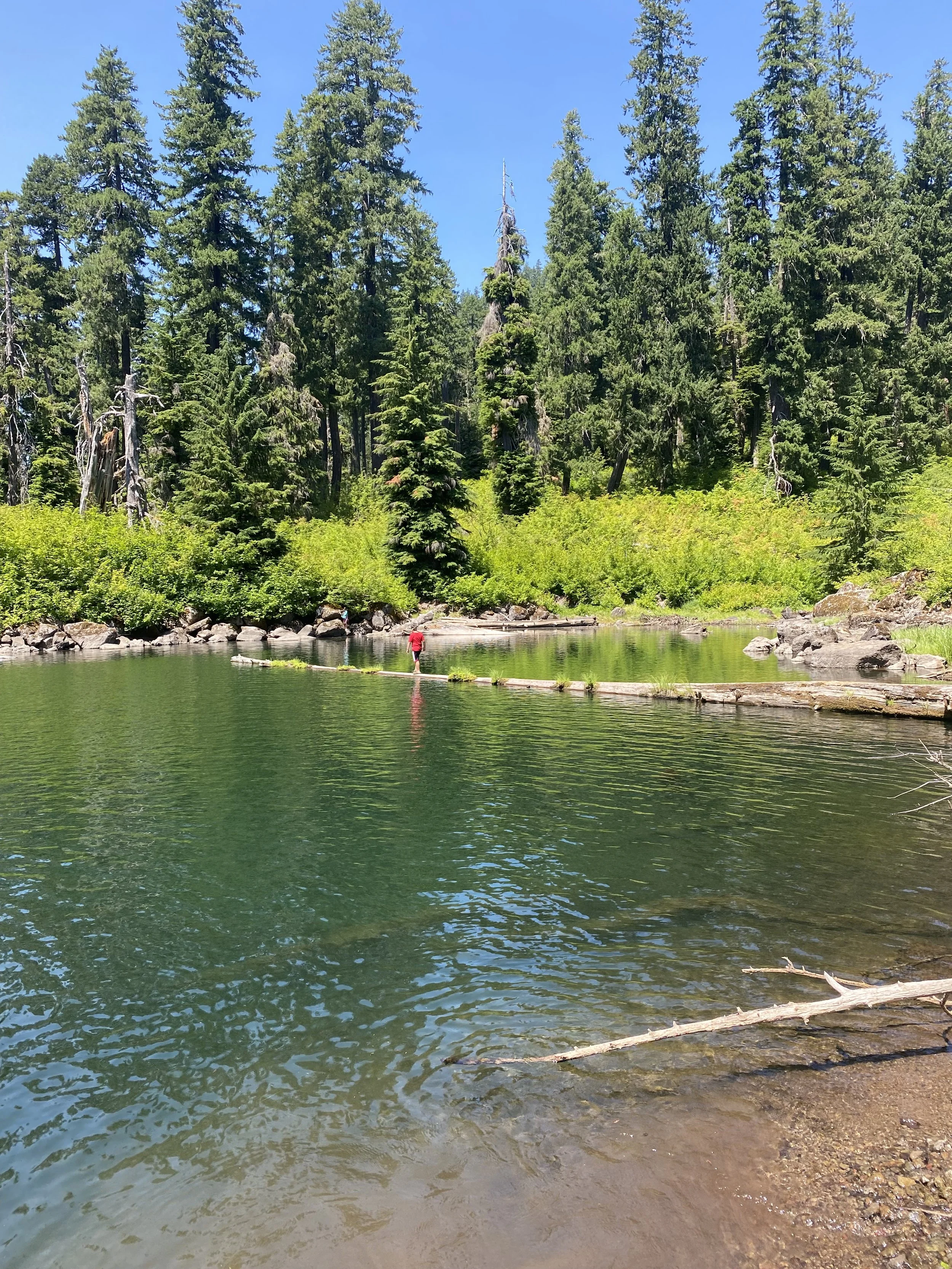 A person crossing a pond on a narrow log bridge surrounded by tall pine trees and lush green bushes in a forested area.
