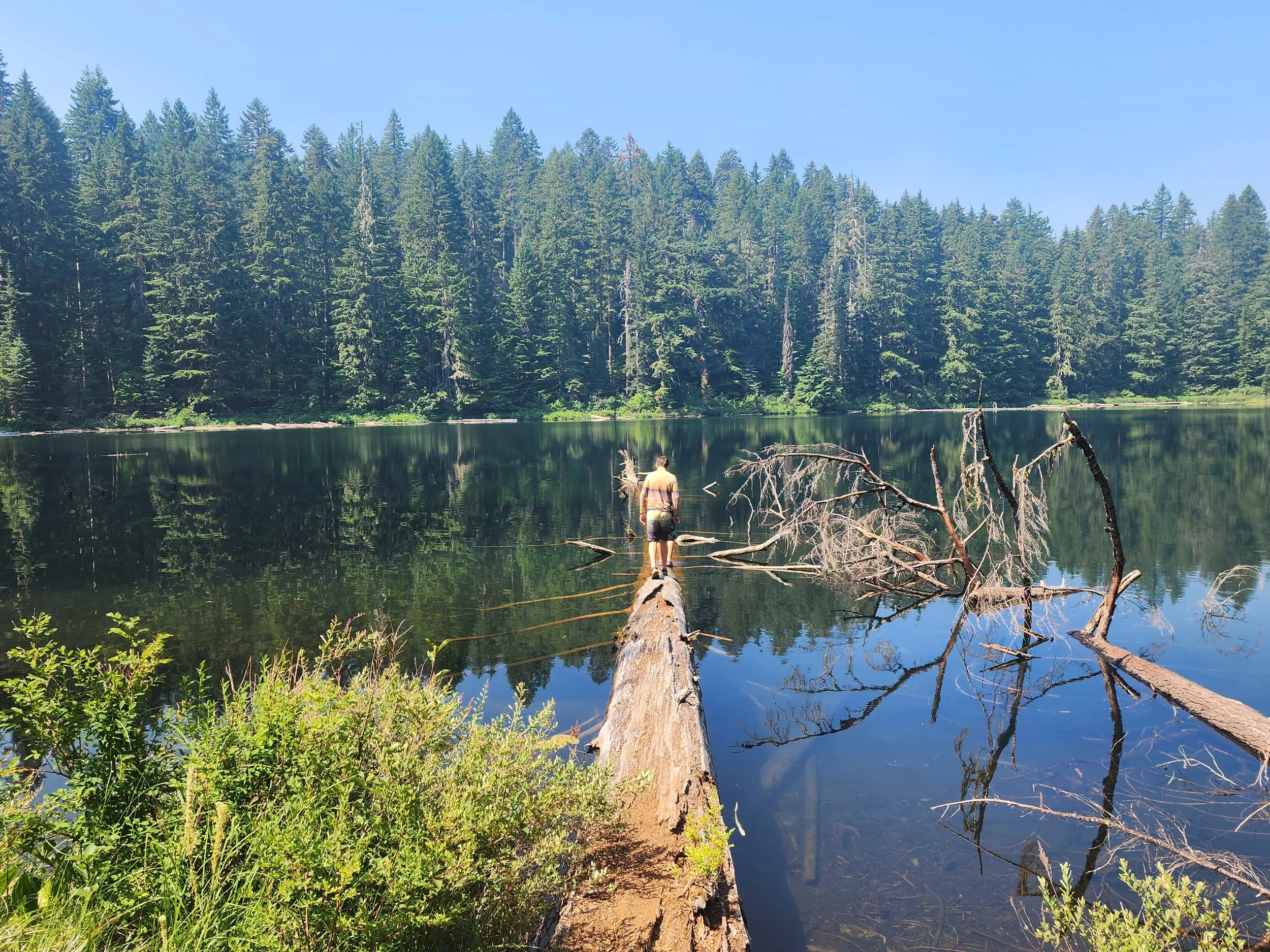 A person standing on a fallen tree trunk in a calm lake, surrounded by a dense forest of tall evergreen trees under a clear blue sky.