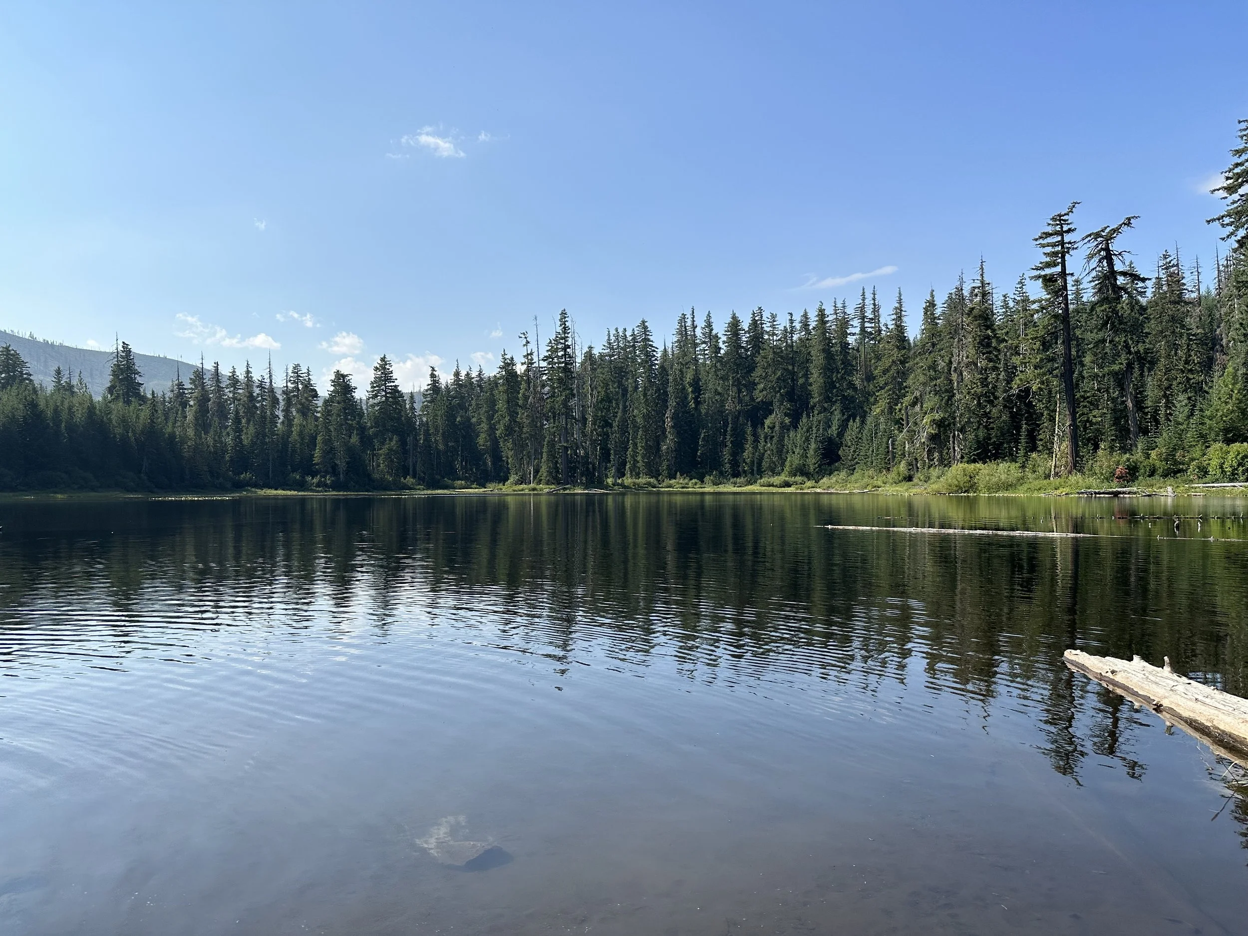A calm lake surrounded by dense evergreen forest under a clear blue sky with a few clouds.