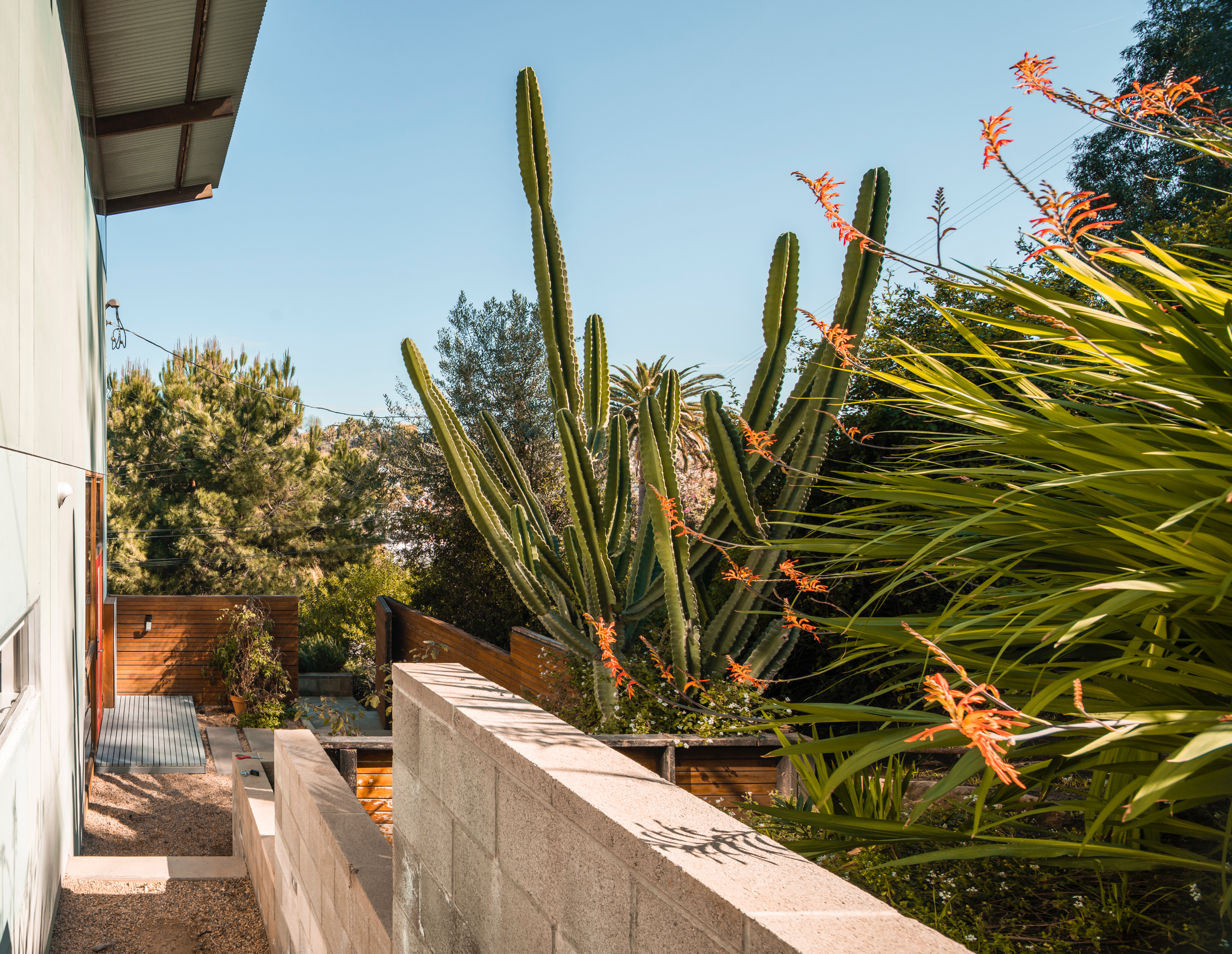 A tall cactus with multiple arms in a backyard garden under a clear blue sky, surrounded by various plants and trees.