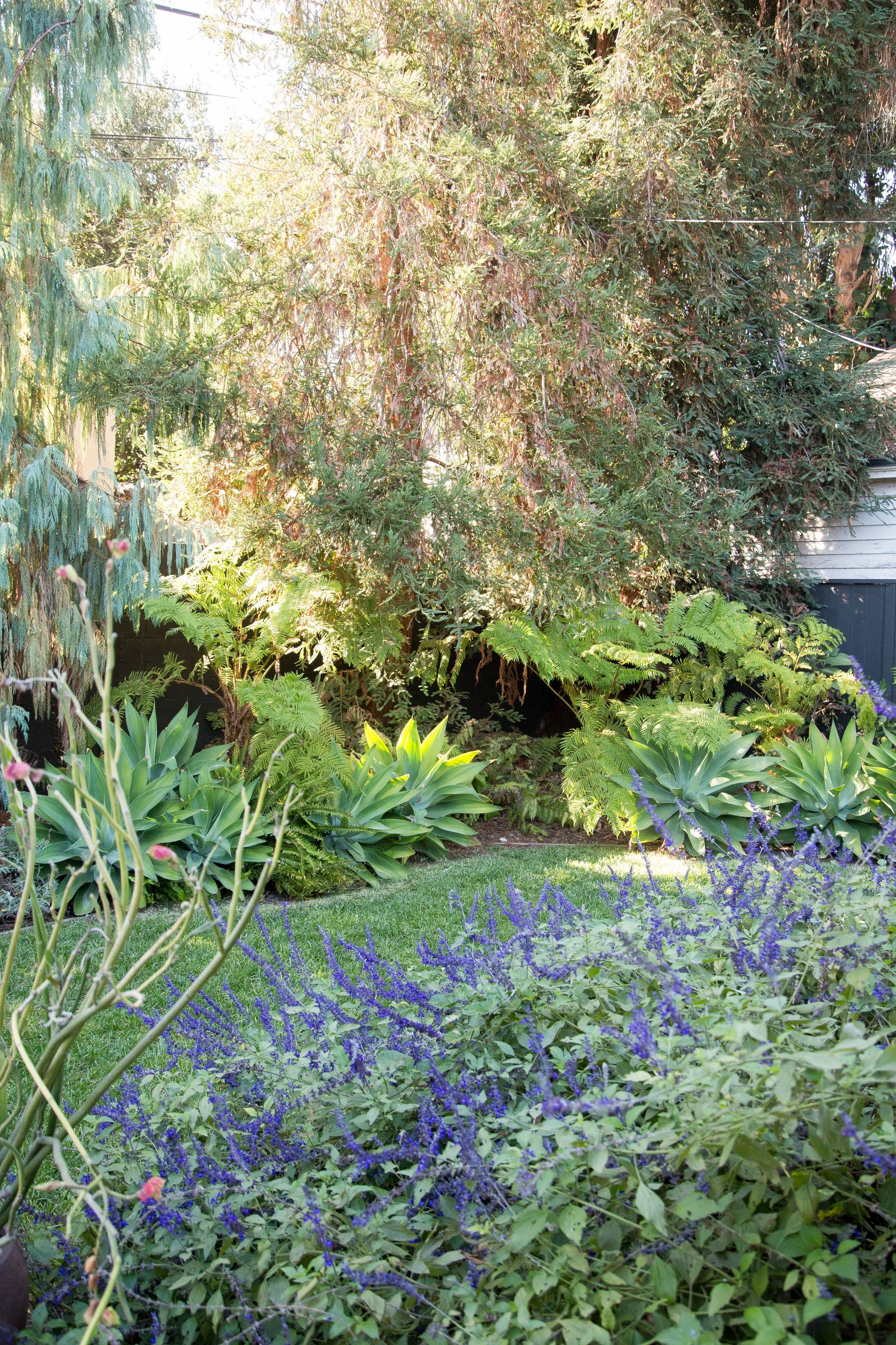 A lush garden with various green plants, including large leafy shrubs, fern plants, and small purple flowering plants aligning the ground, with mature trees and a wooden fence partly visible in the background.