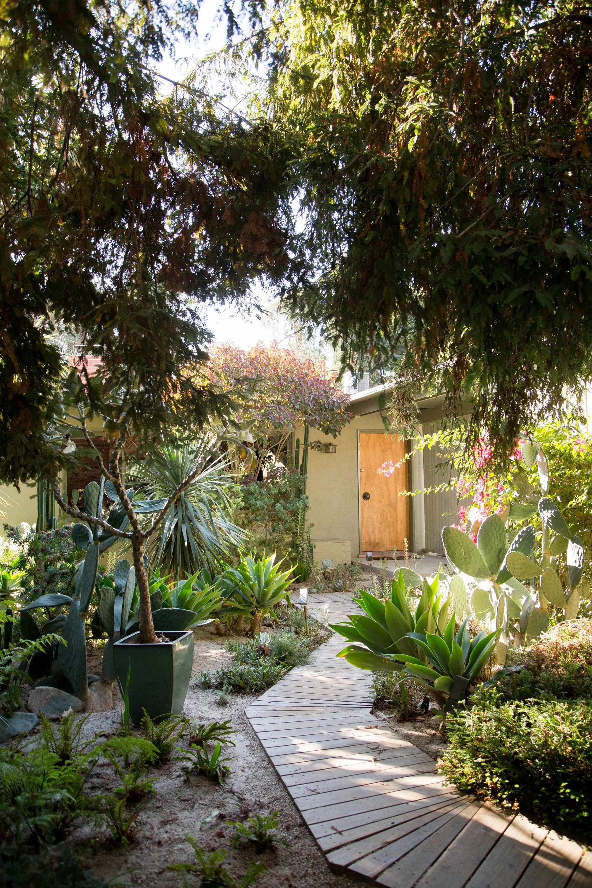 A cozy garden with a winding wooden pathway leading to a house doorway, lush with various green plants, succulents, and cacti, framed by tall trees and vibrant flowering bushes.
