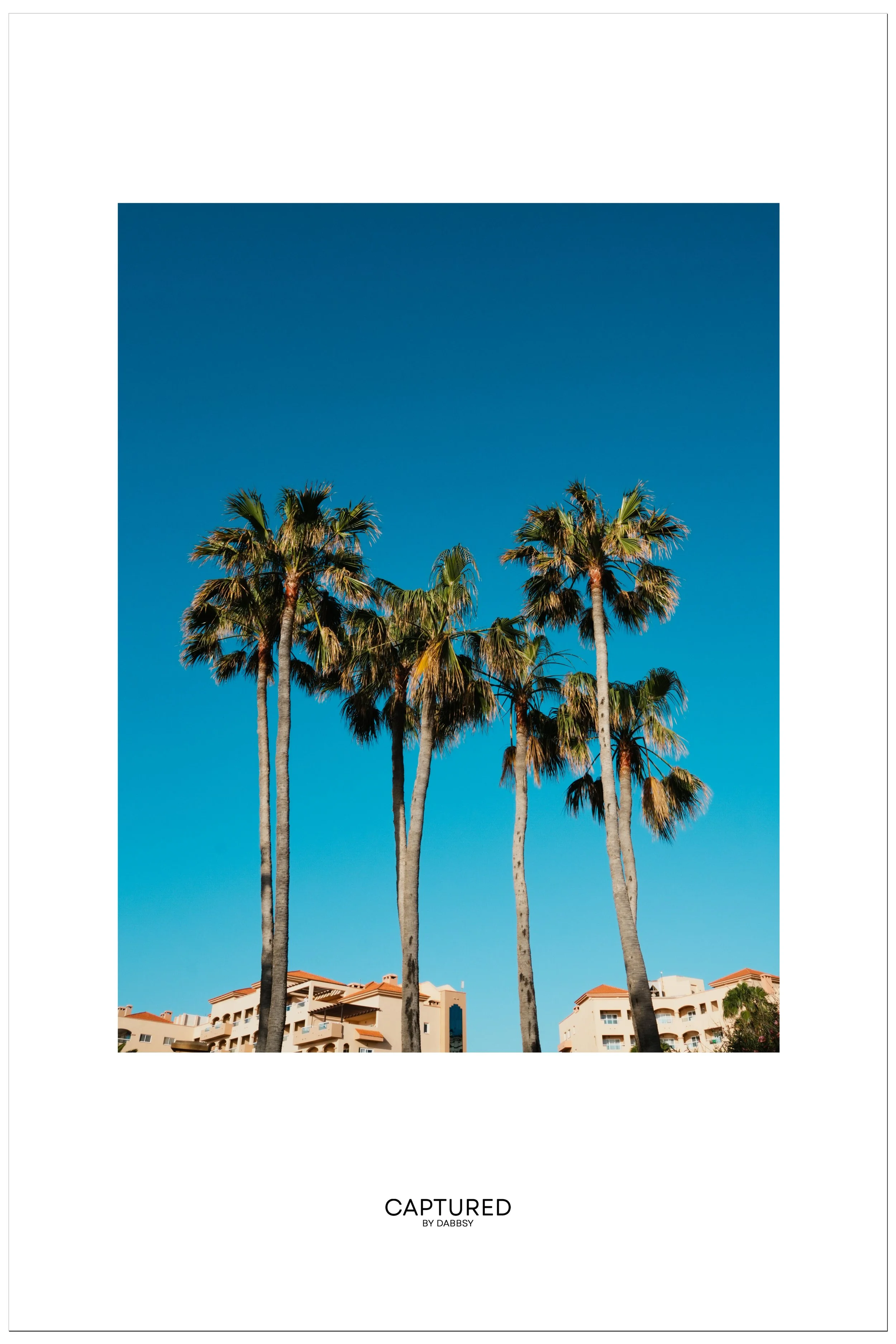 PalmsColour.jpg