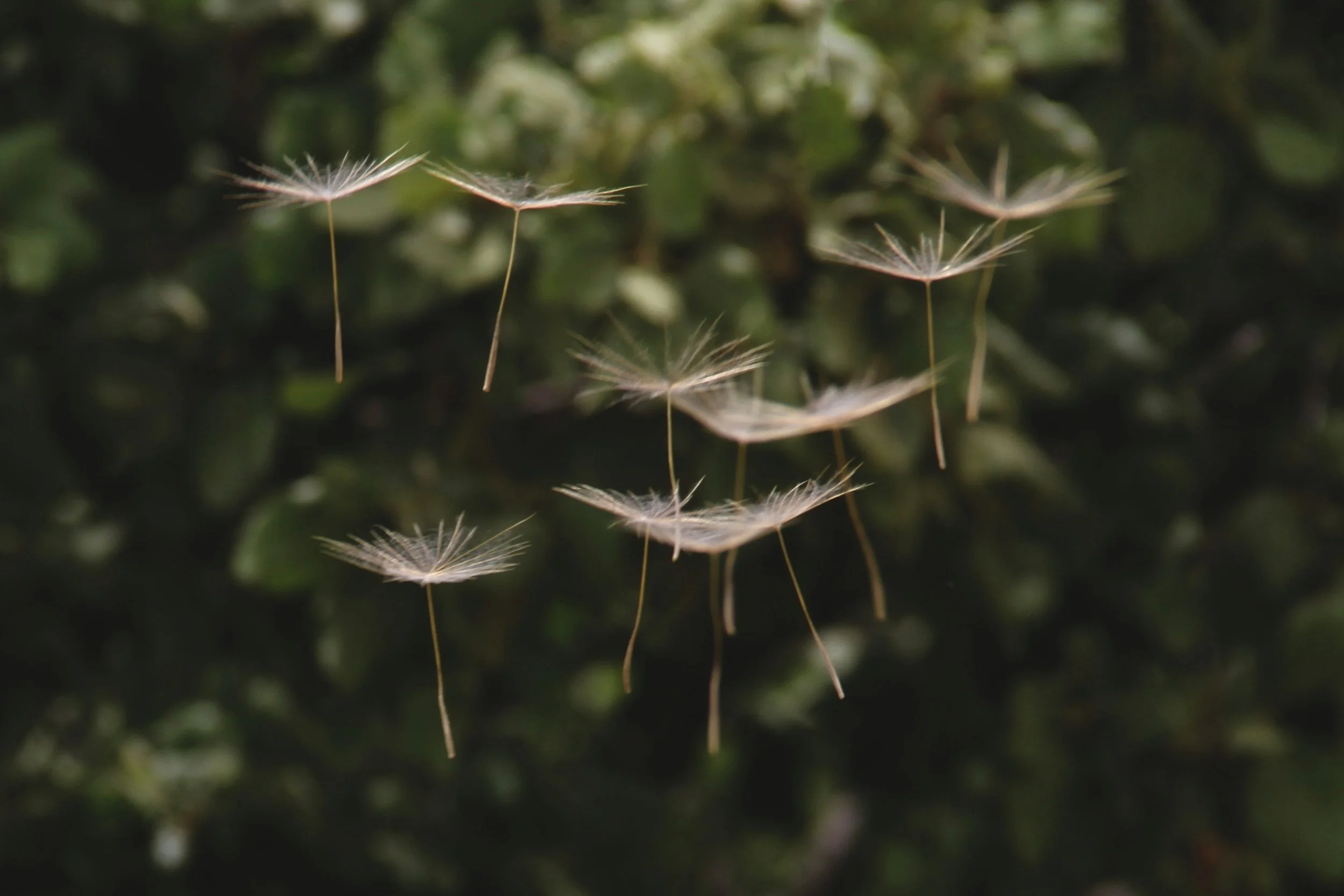 The Good Sower