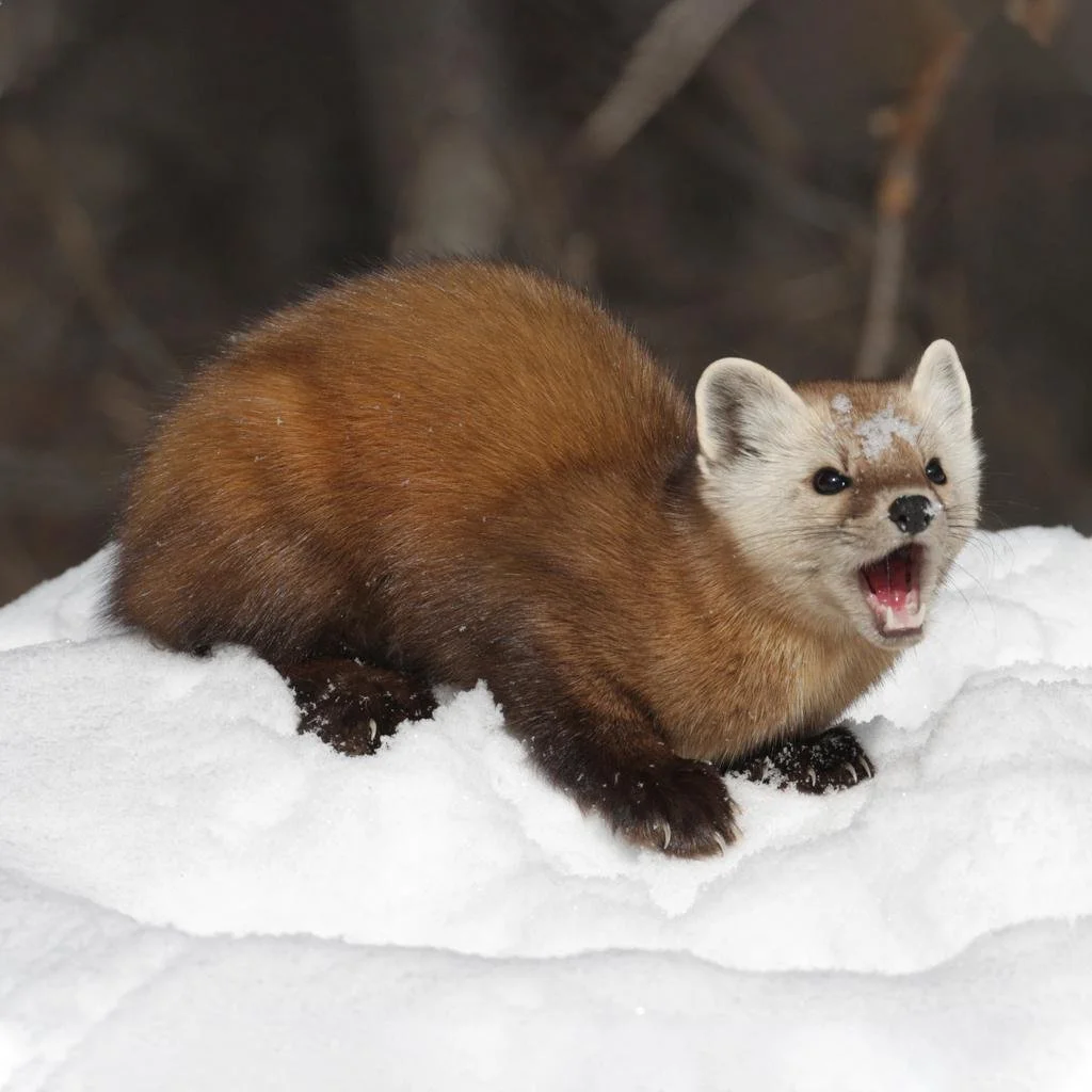 marten.jpg