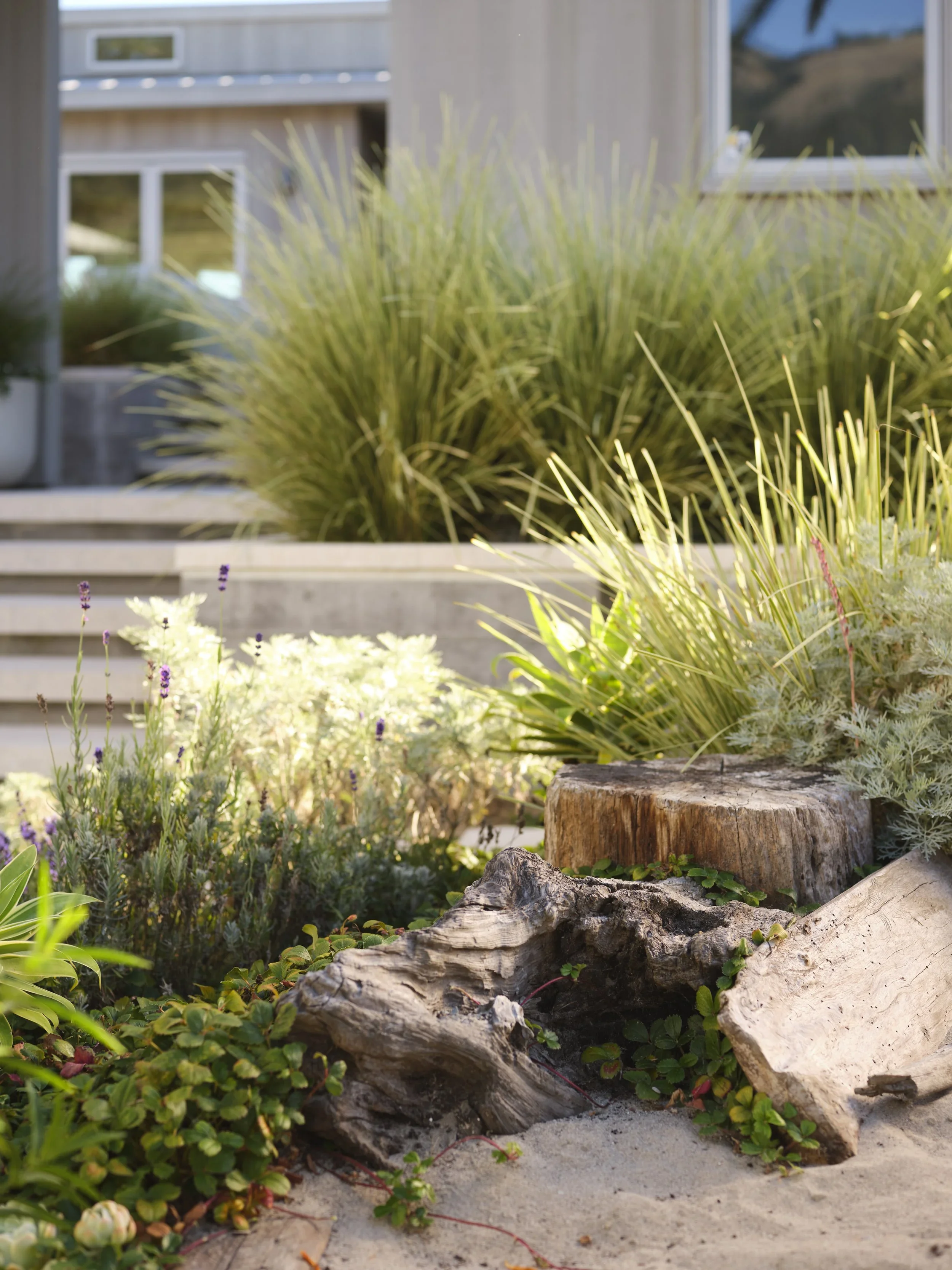 Outdoor garden with plants, driftwood, and a wooden stump in front of a building with steps and glass windows.