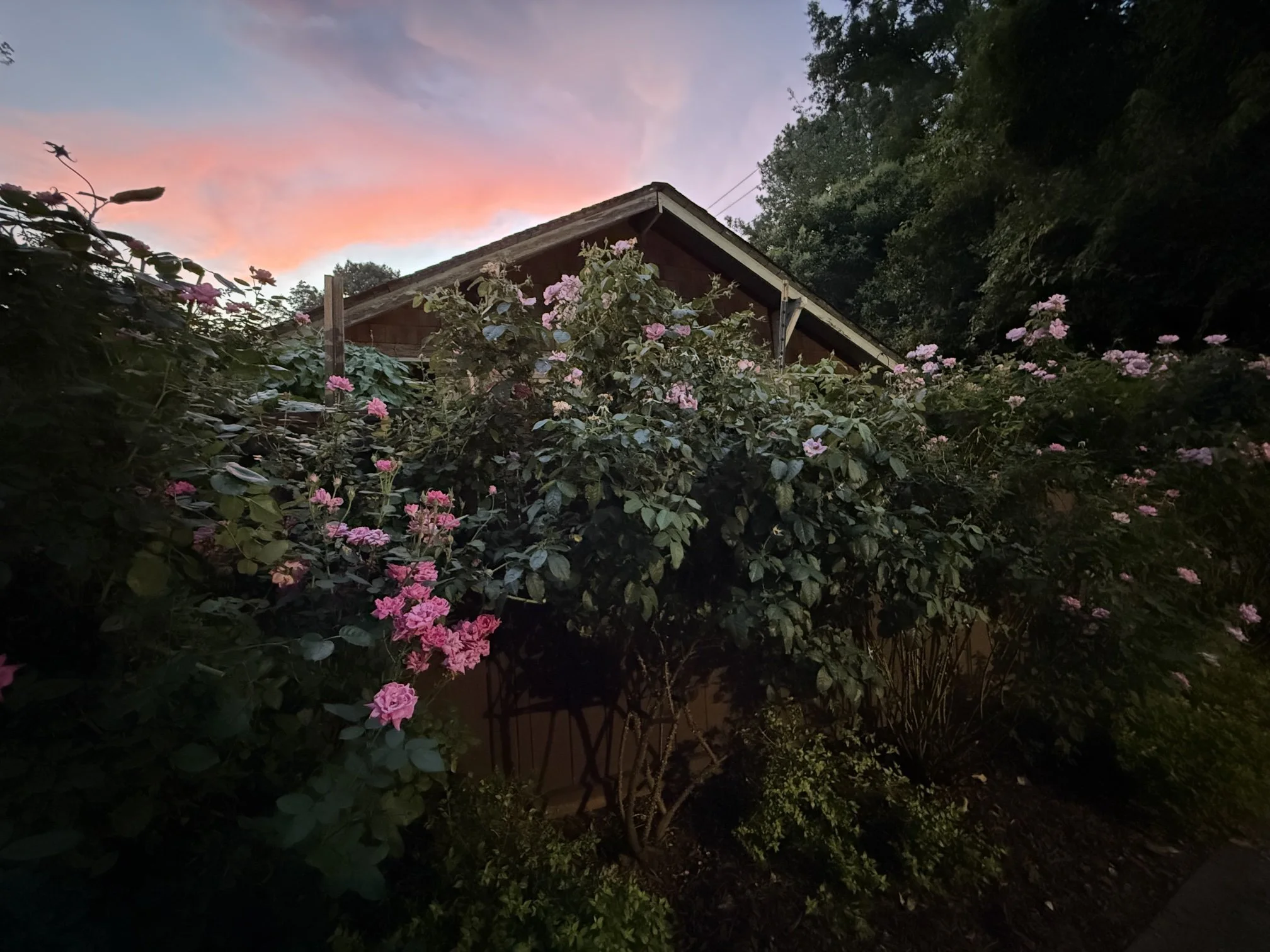 09-shrub-roses-sunset.jpg