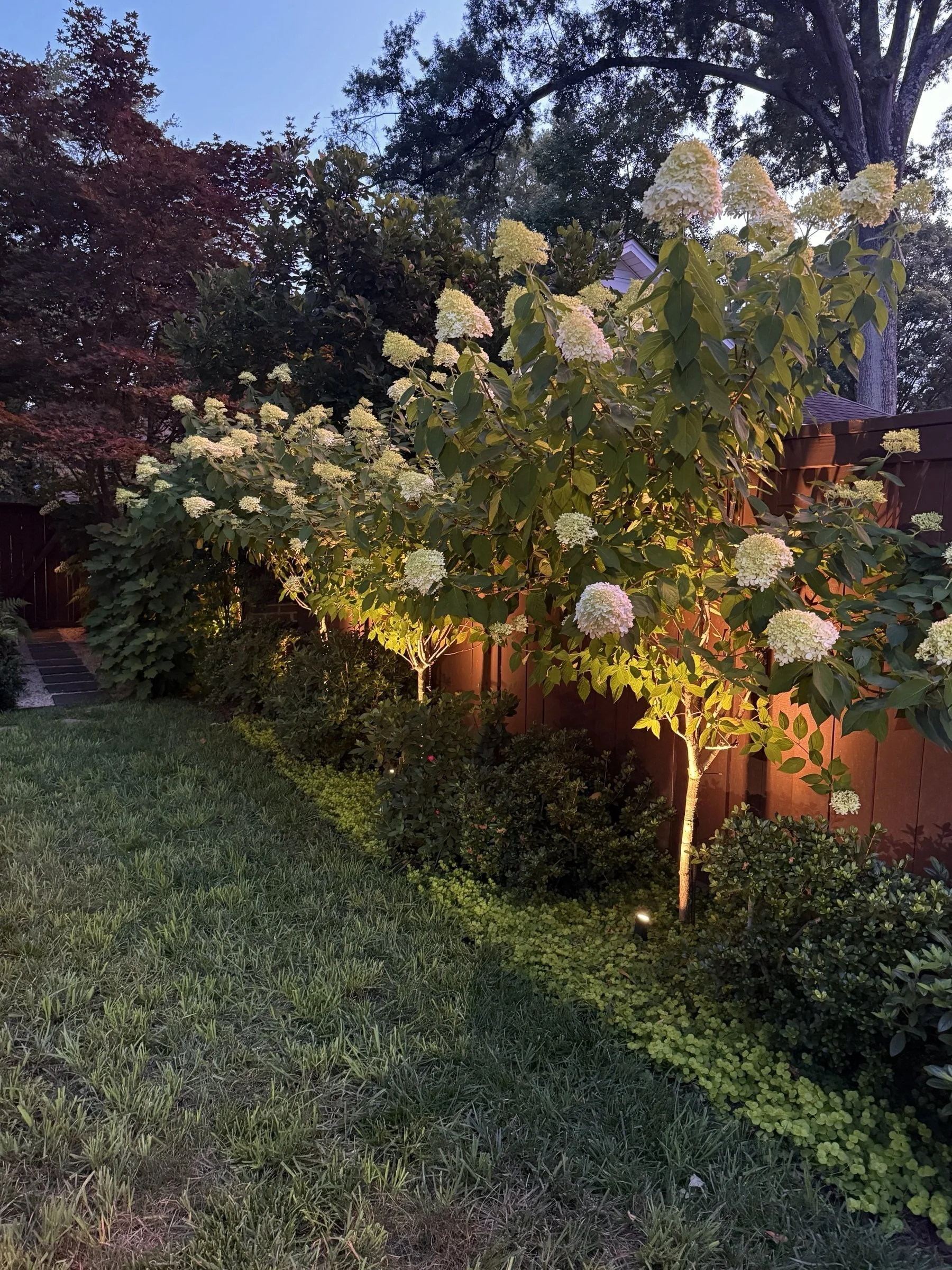 03-hydrangea-standards-dusk.jpg