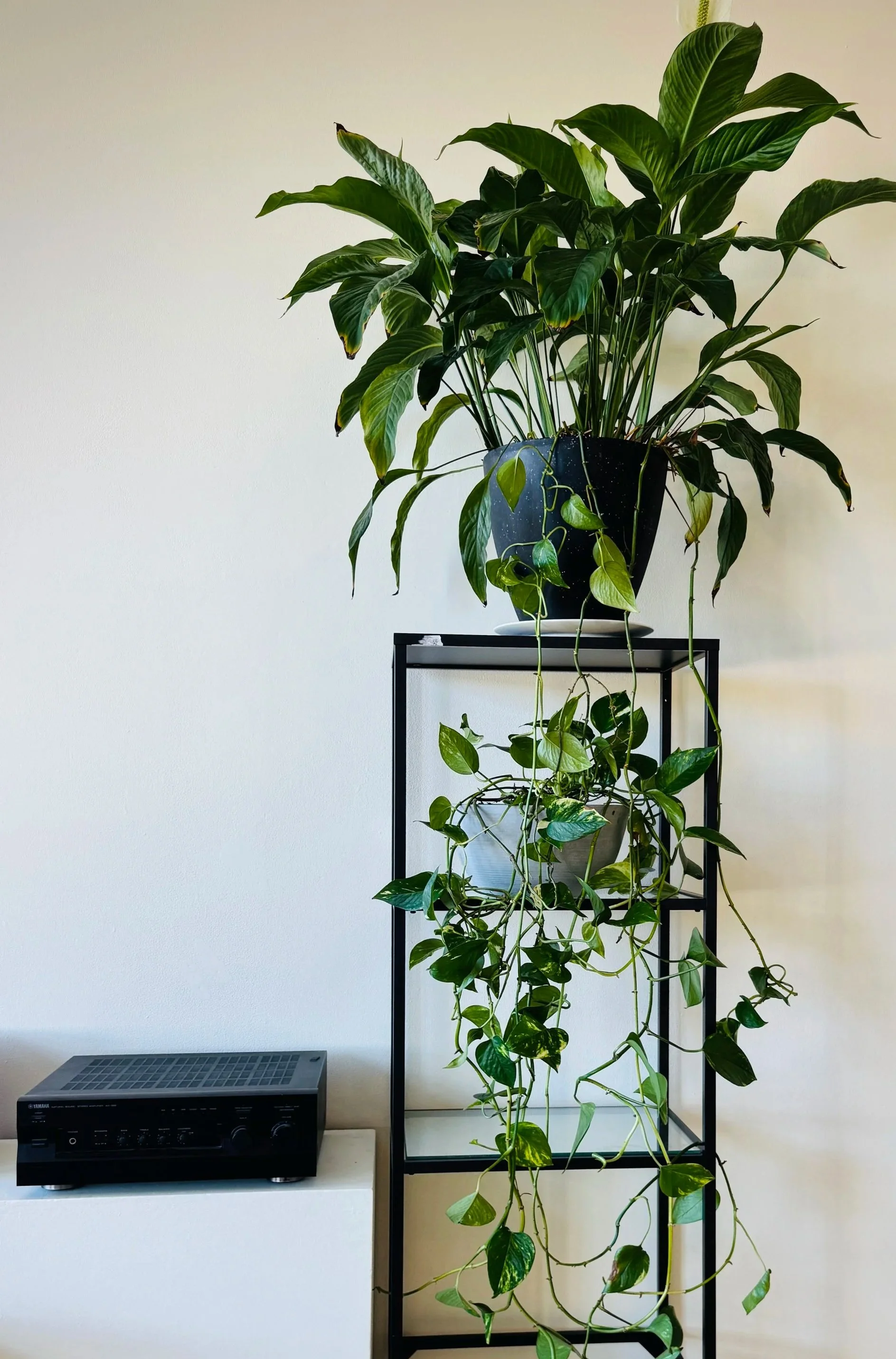 a potted plant on top of a shelf against white wall, a black sound appliance on the table next to the shelf