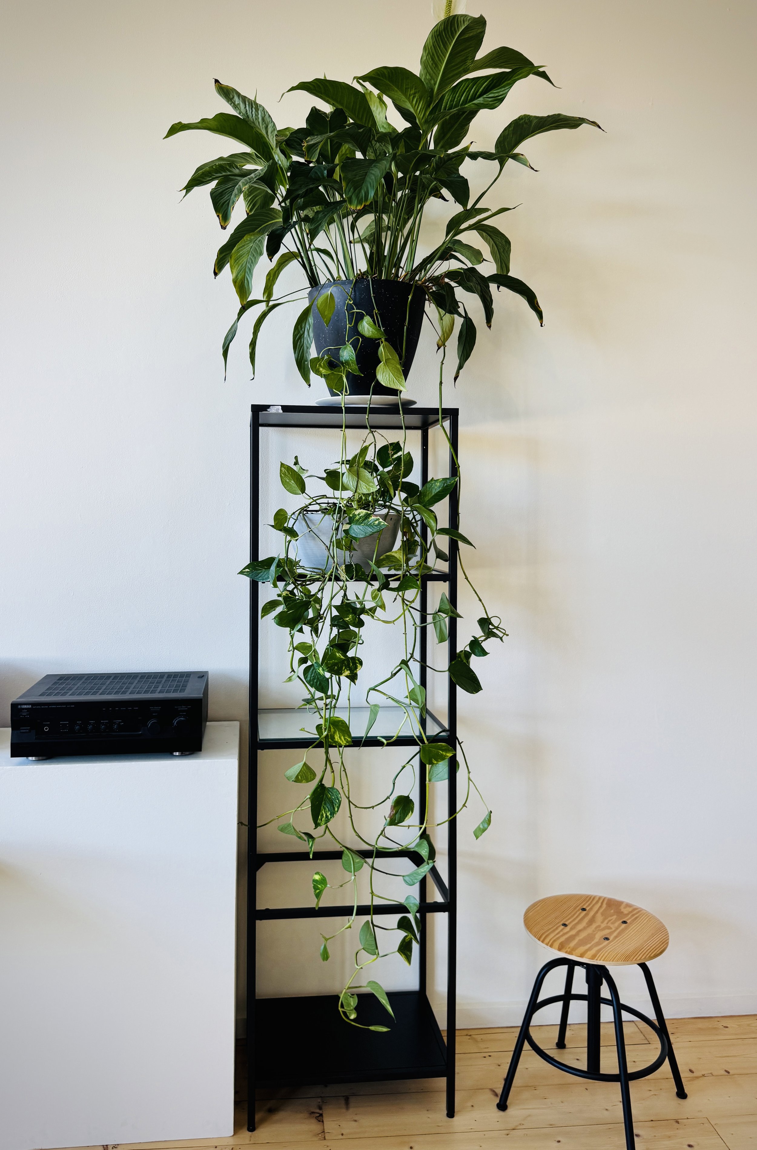 A tall black metal plant stand holding a large potted houseplant with broad green leaves at the top and long trailing vines with smaller green leaves hanging down, beside a small wooden stool with black metal legs and a nearby white surface with a bl