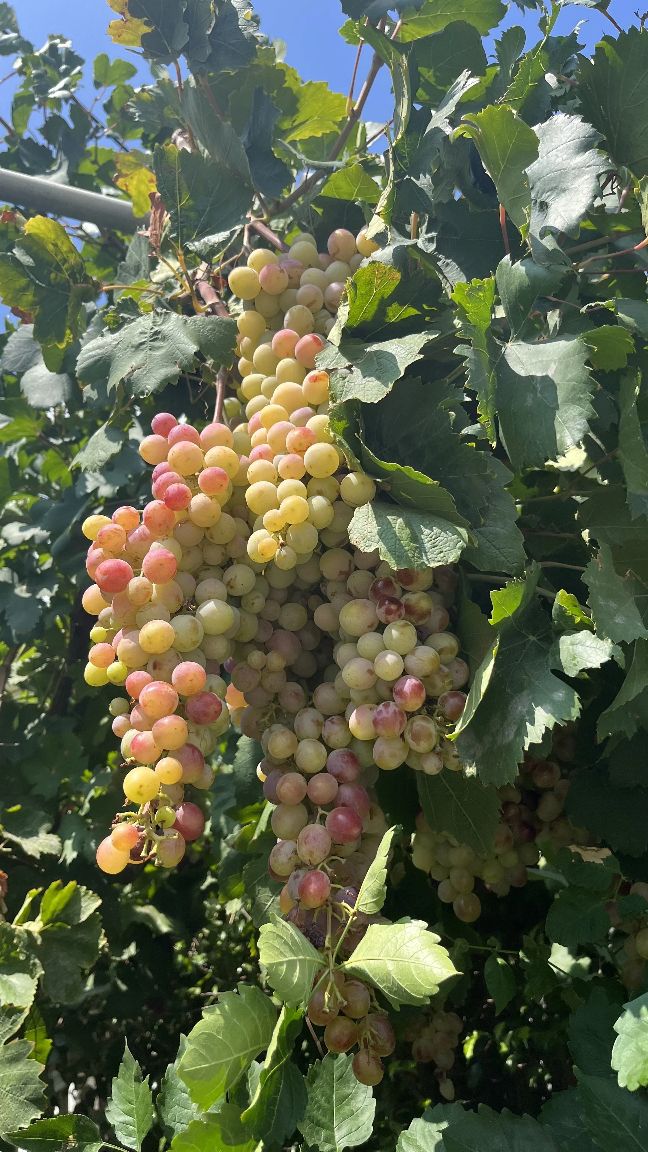 Samian grapes