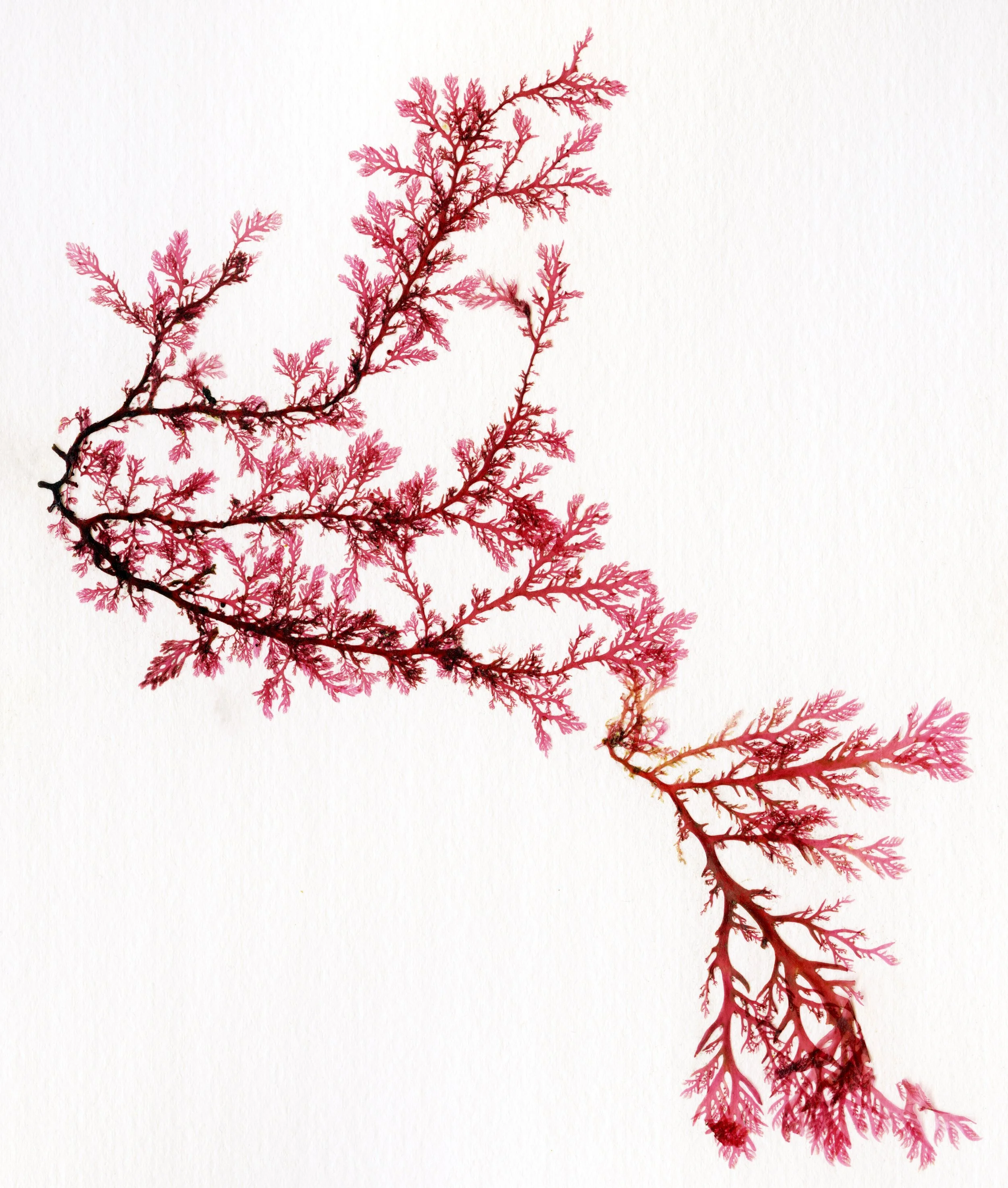 Siphoned Feather Weed