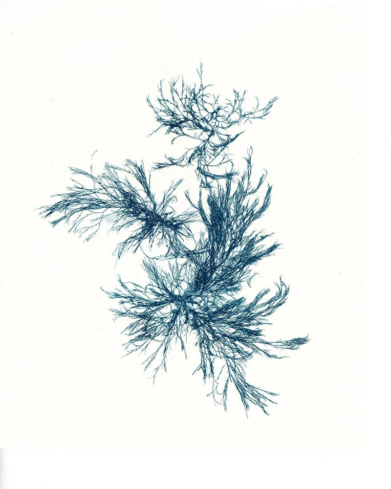 Blue Seaweed