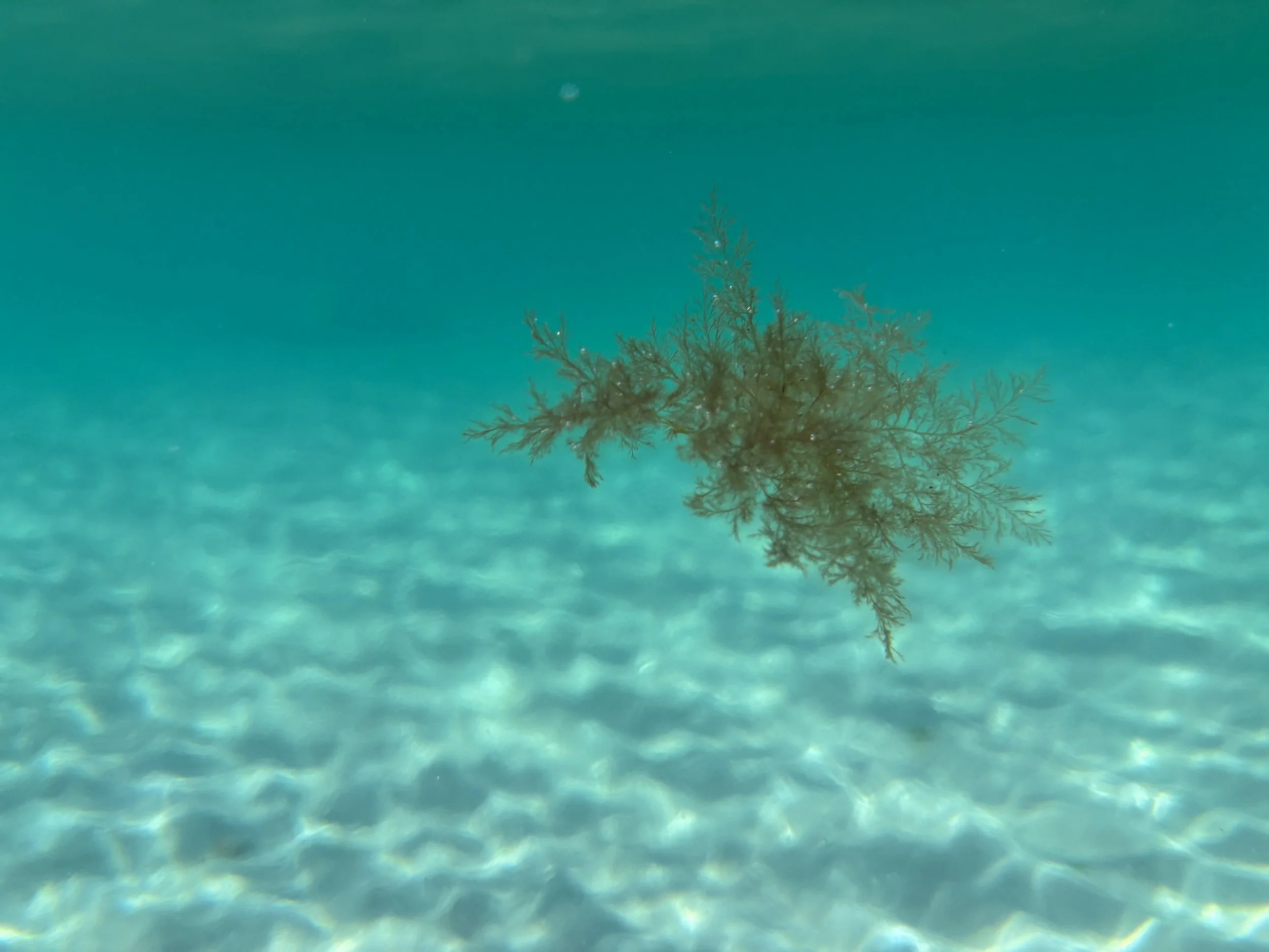 Underwater scene with  sea fan seaweed in the foreground and blue-green water background.