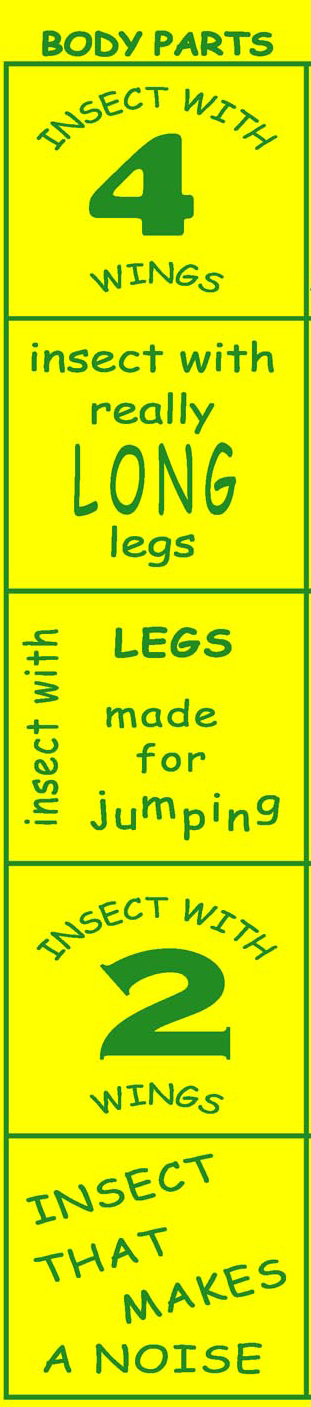 bug bingo-03-detail.png