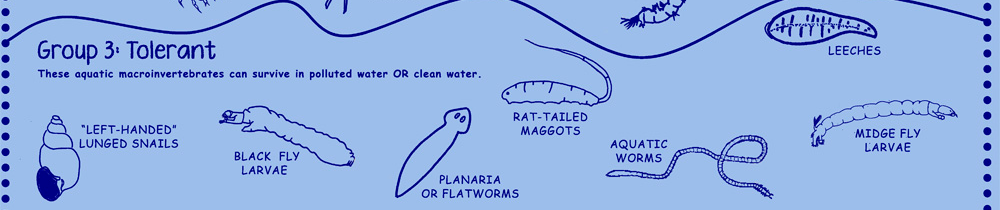 stream bug-02-detail.png