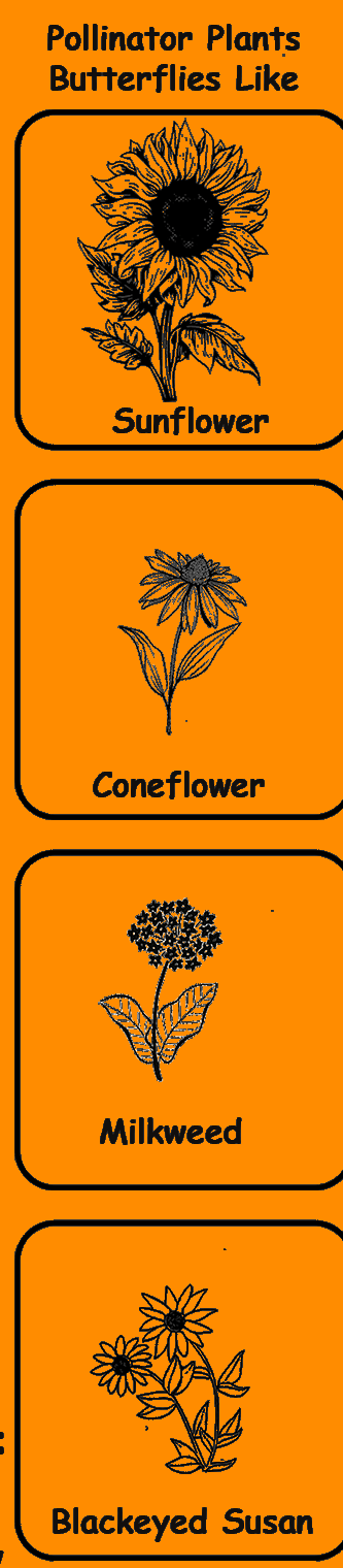 Squarespace-butterfly bingo-03-detail.png