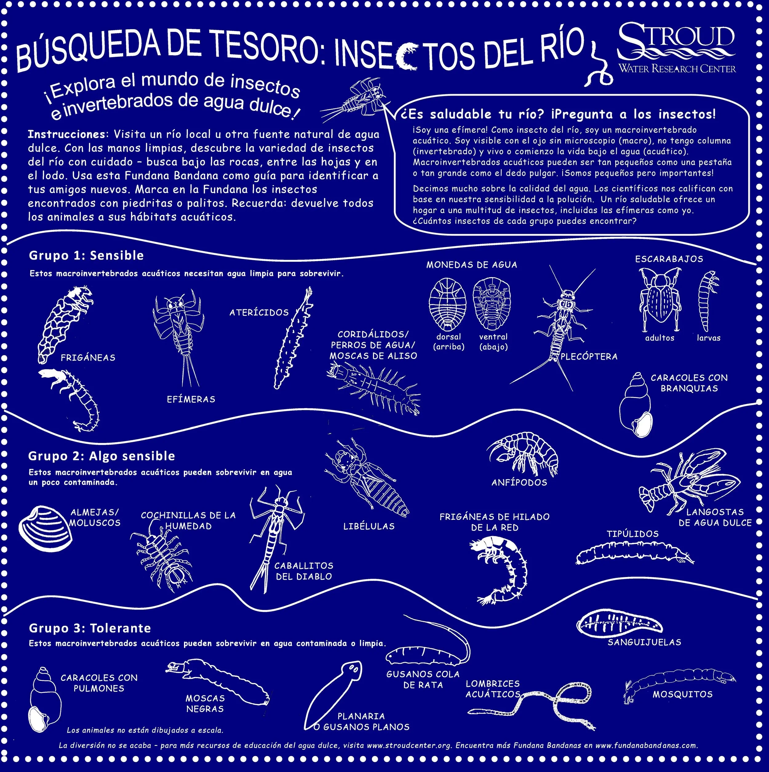 Spanish Stream Bug.webp