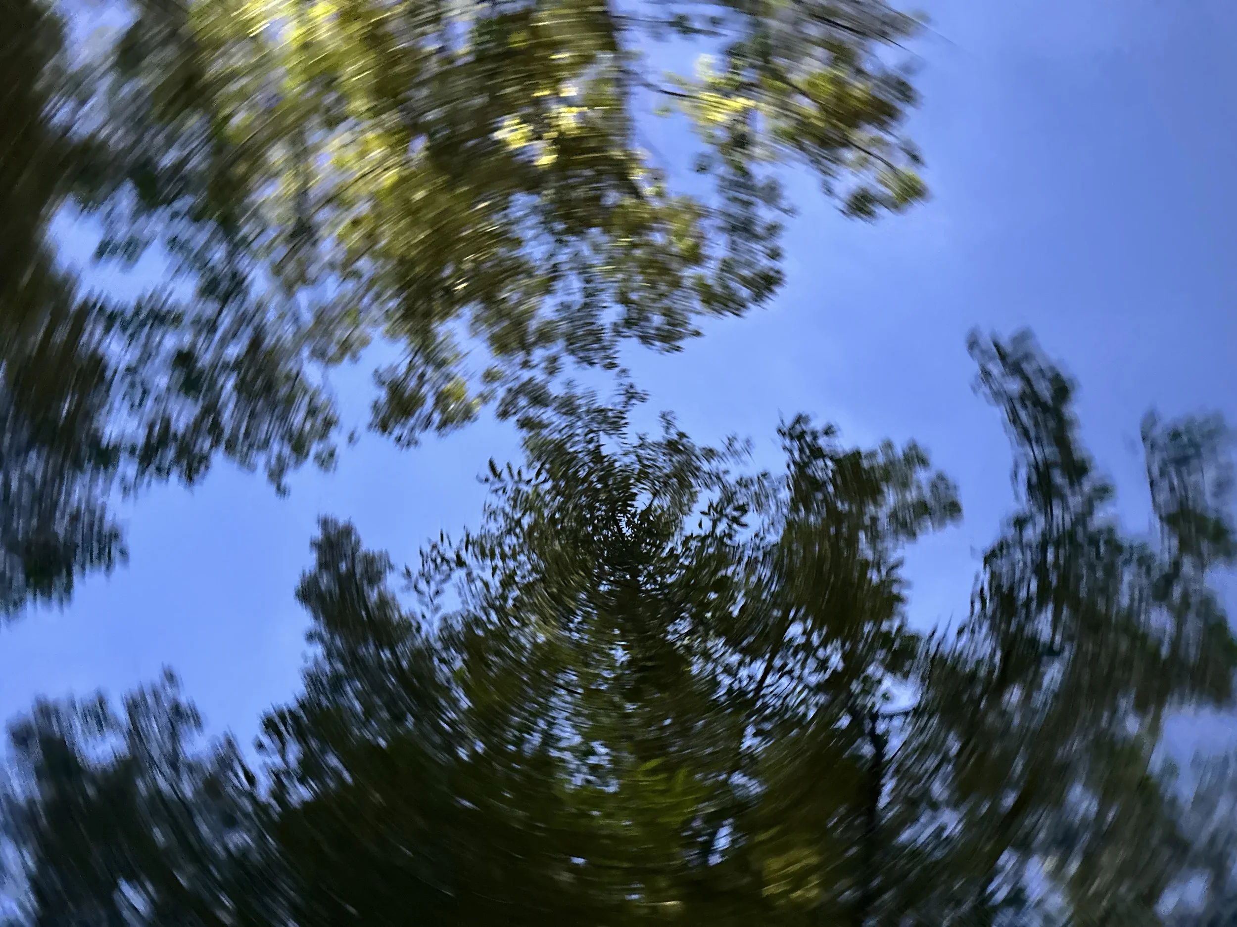 Looking up at the sky through trees, with some branches and leaves, during daytime, with a swirling motion effect.