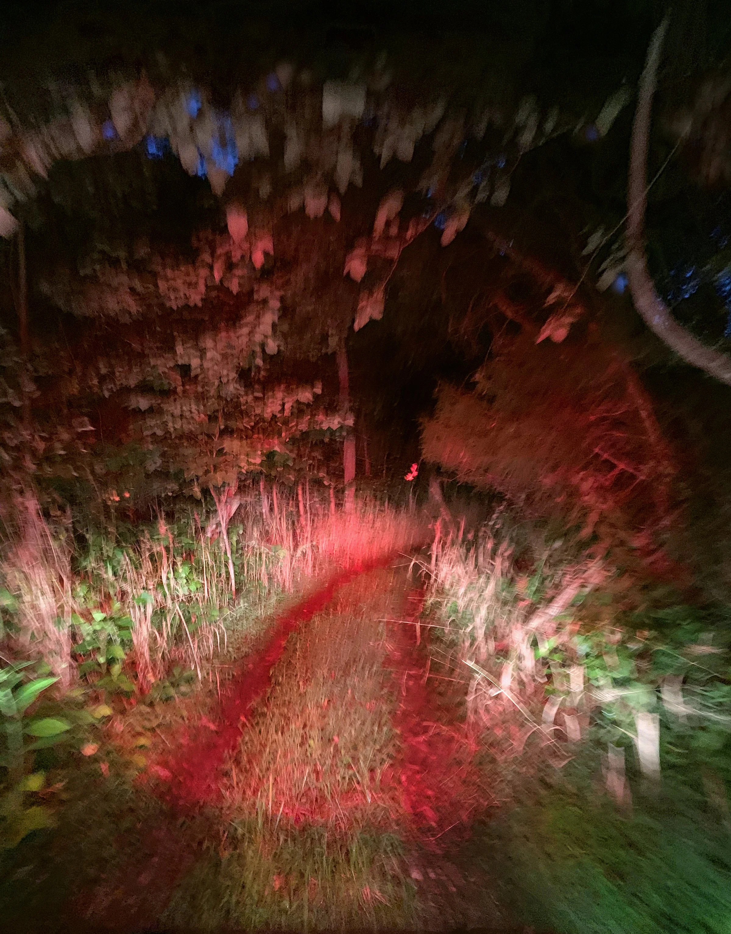 Nighttime outdoor scene with a narrow dirt trail illuminated by red and green lights, surrounded by trees and bushes.