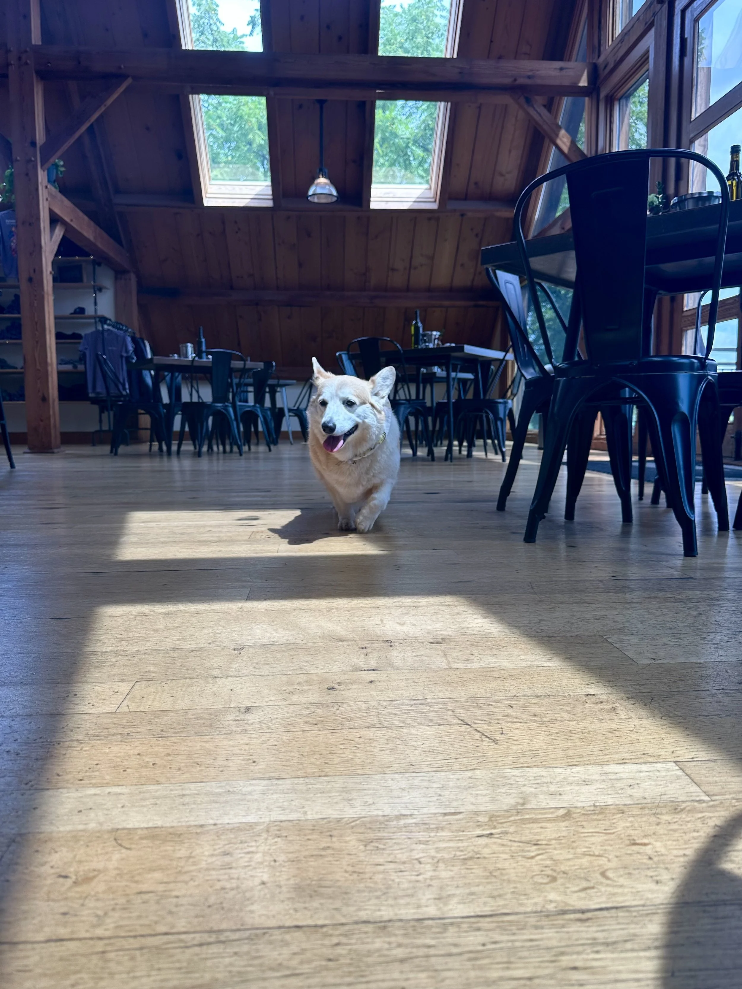 Blenheim Vineyard dog walking towards the camera in a bright, wooden interior with tables and chairs.