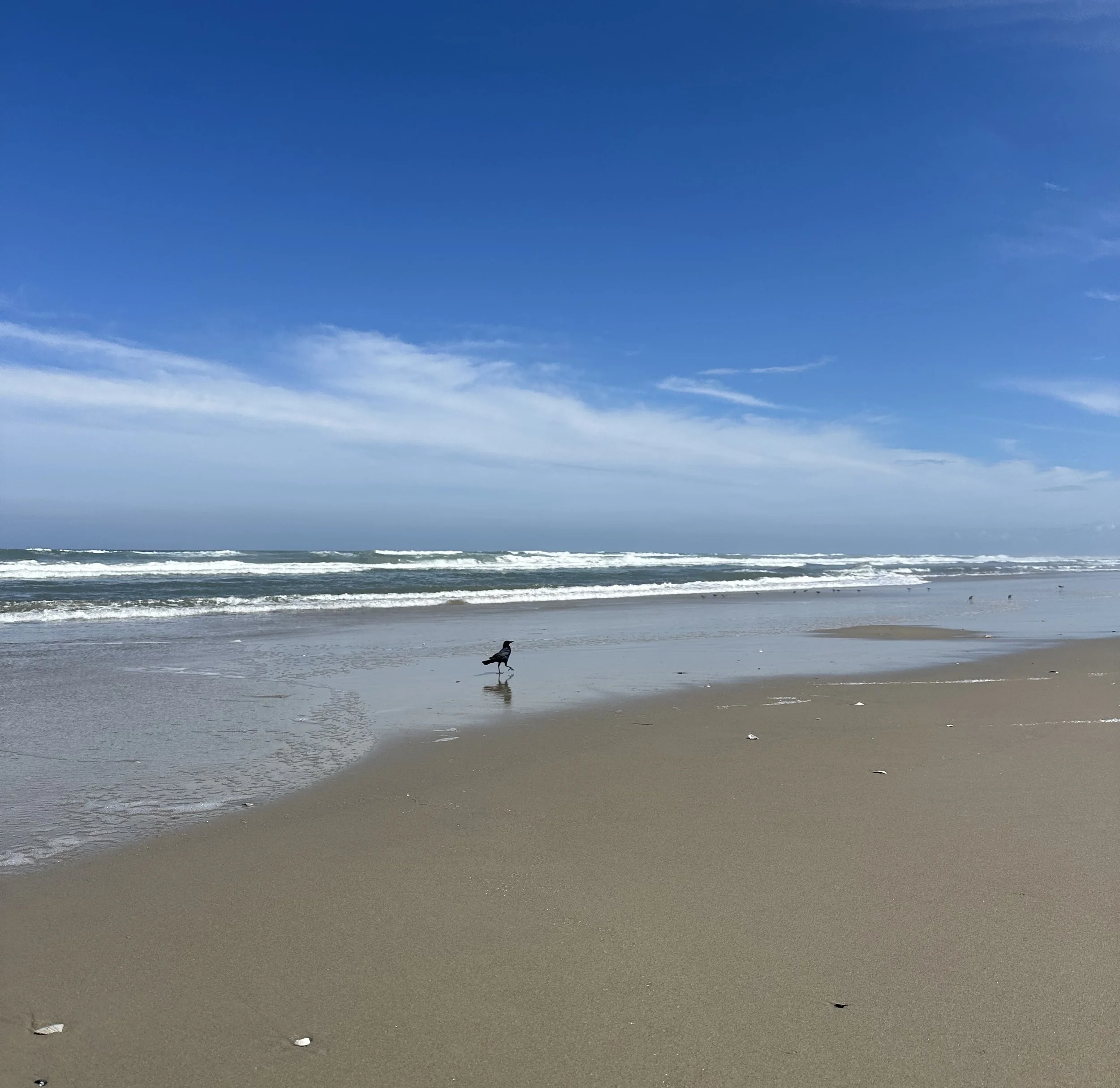 A sandy beach with a single seagull standing near the water, ocean waves rolling in under a blue sky with scattered clouds.