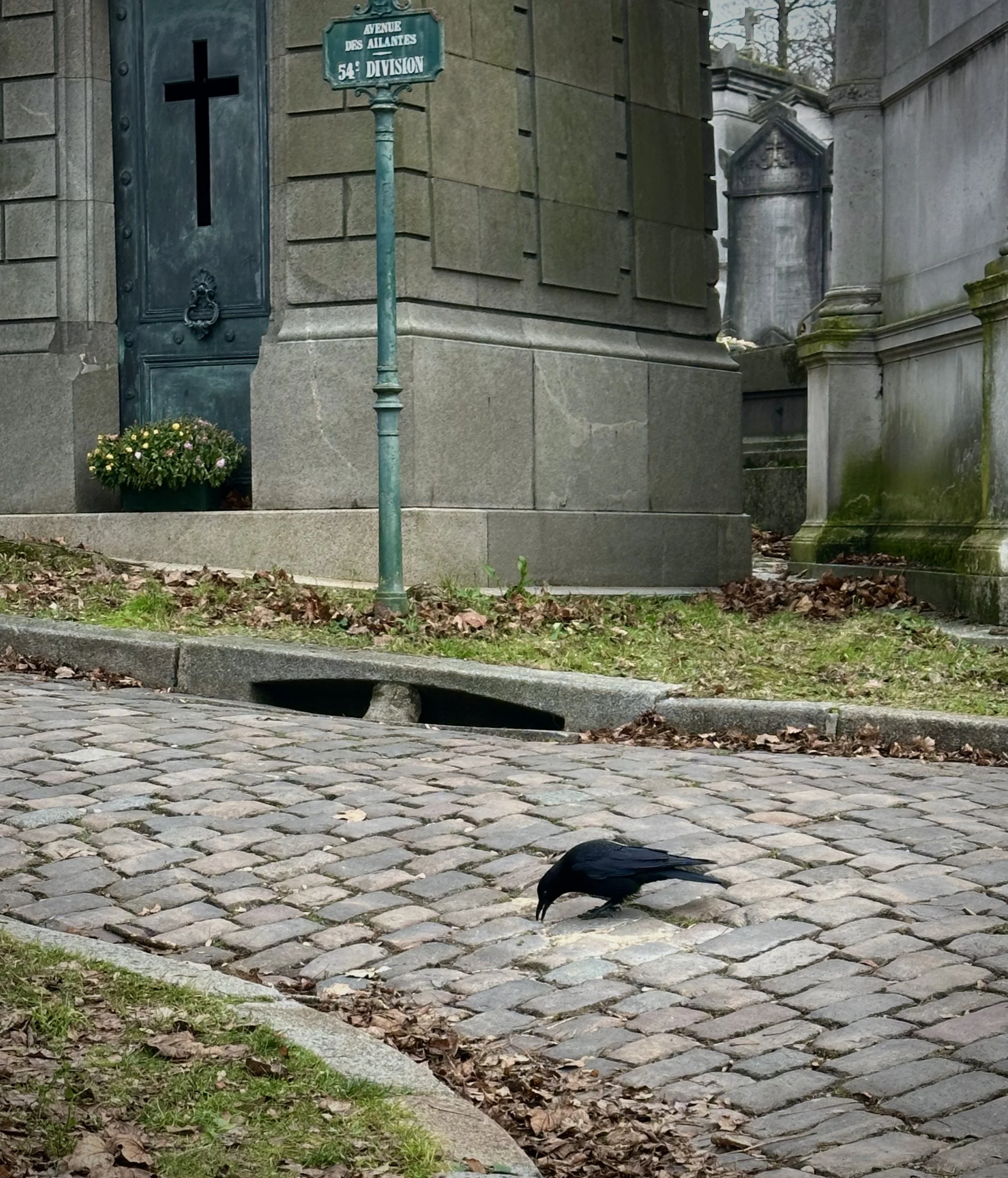 A black crow on cobblestone pavement near a storm drain, with a stone building featuring a cross and a street sign in the background.