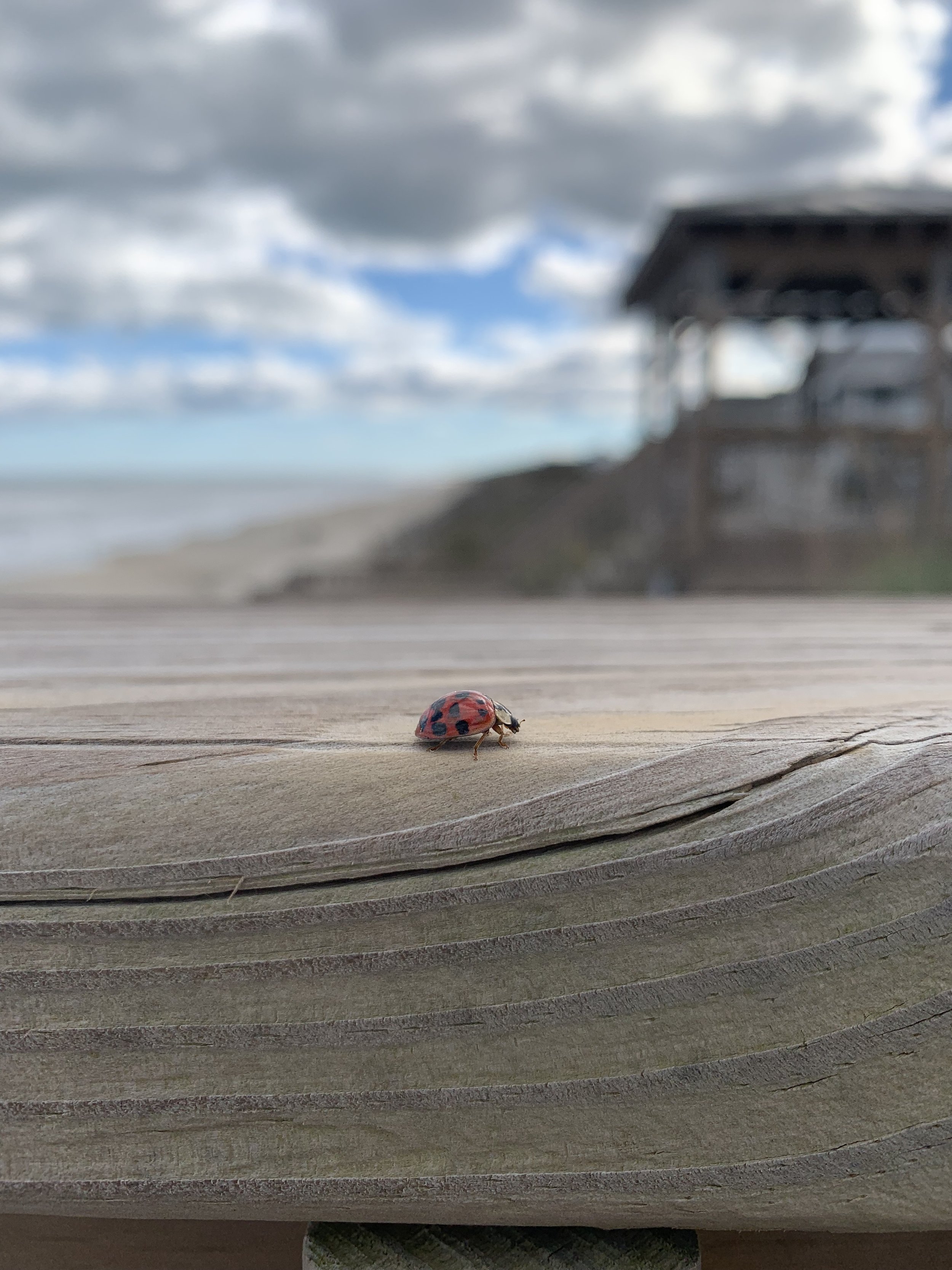 Close-up of a ladybug on a wooden surface with a beach, cloudy sky, and a pavilion in the background.